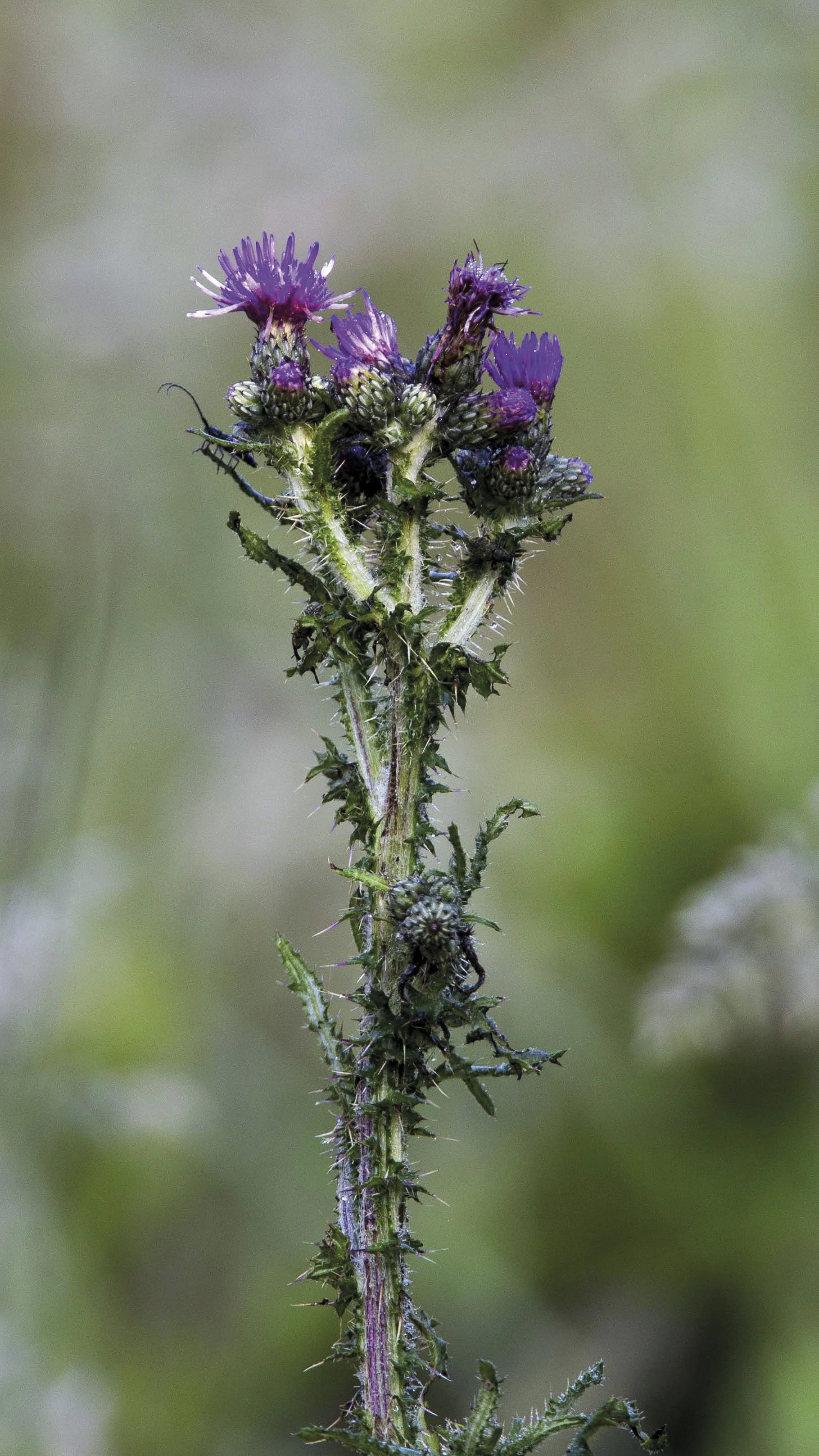 58Carrieres Feidt_Renaturation.jpg