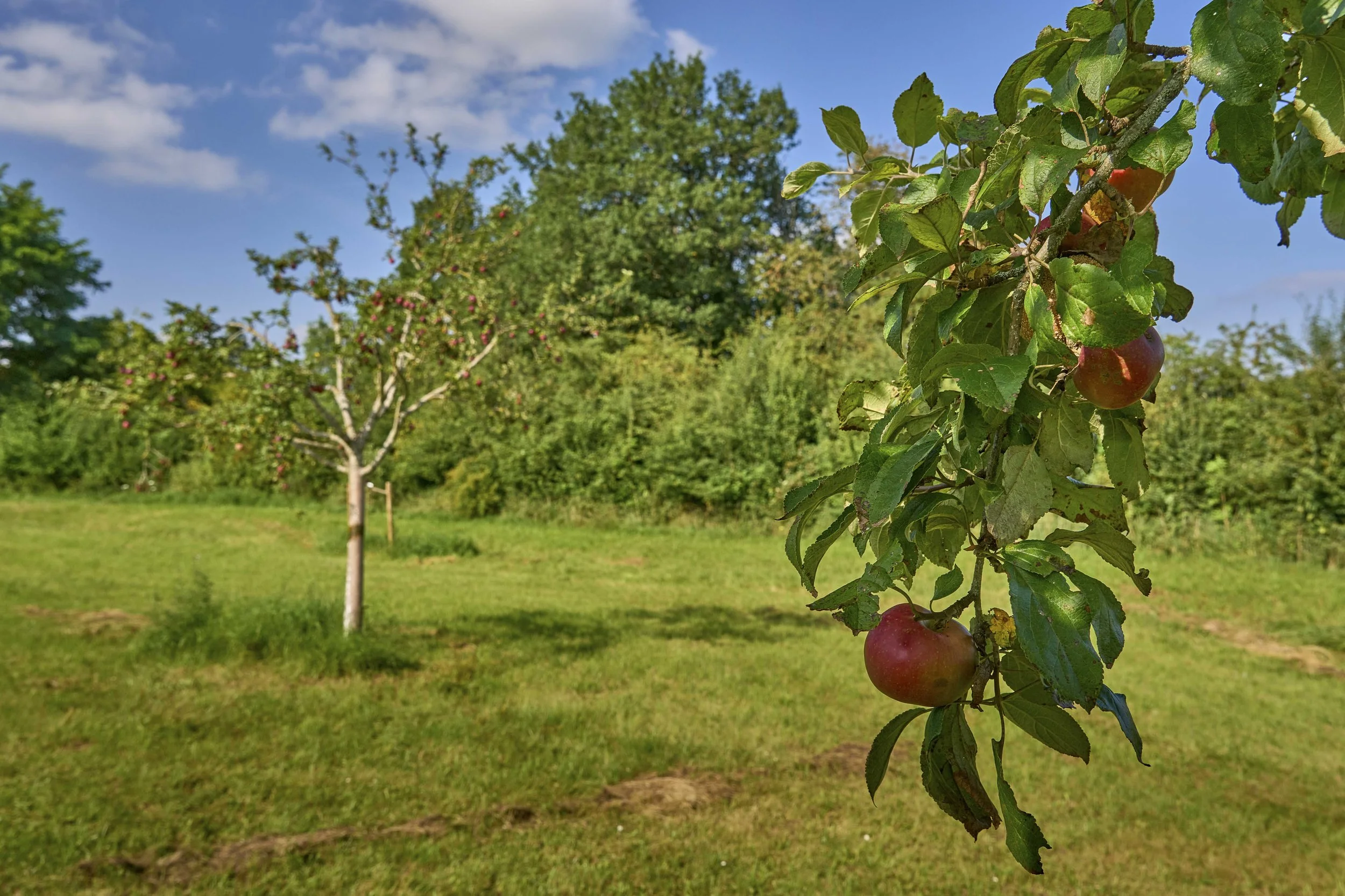 06Carrieres Feidt_Renaturation.jpg