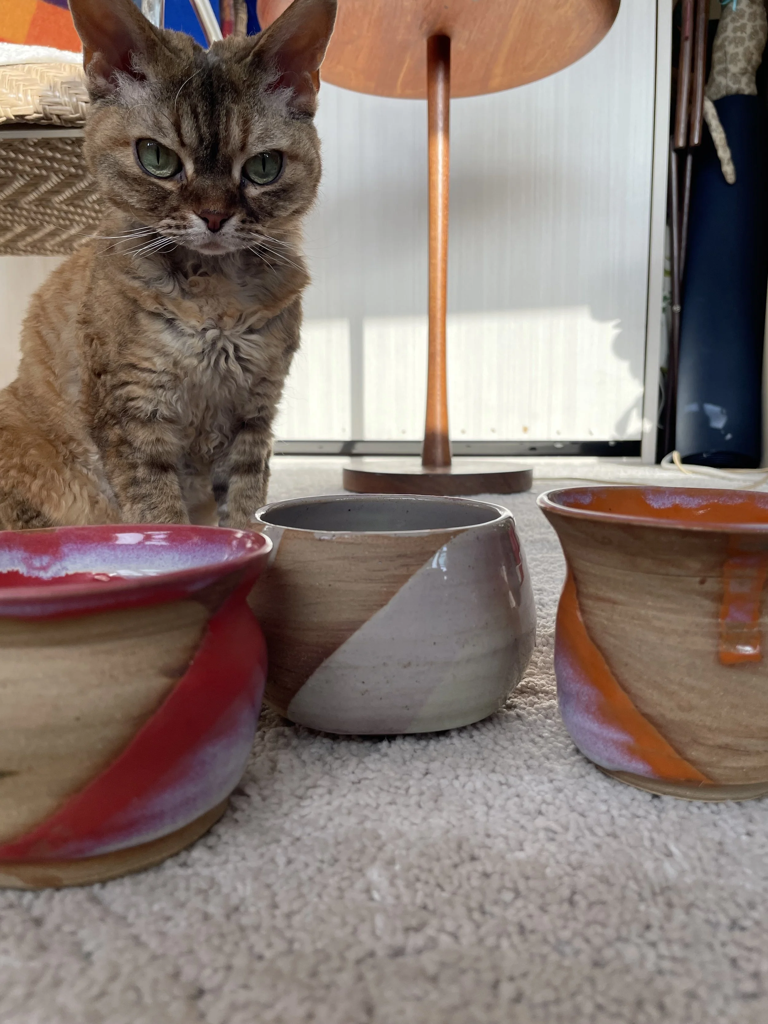 A gray and brown tabby cat sitting on a beige carpet in front of three striped ceramic bowls in muted blue, red, and orange.