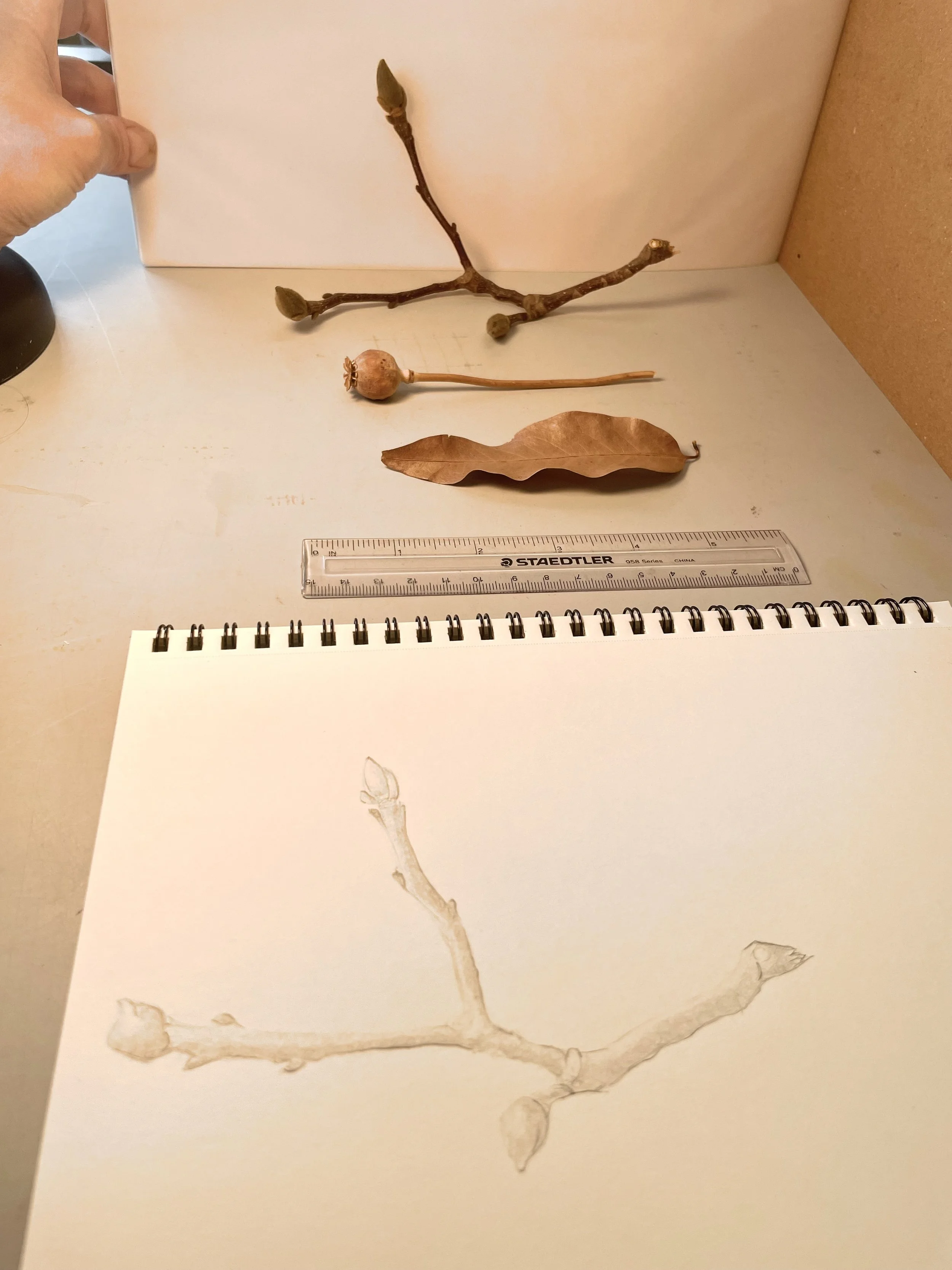 A dried branch with buds, a fallen leaf, a small nut, and a ruler on a white surface, with a sketch of the branch on a piece of paper in the foreground.