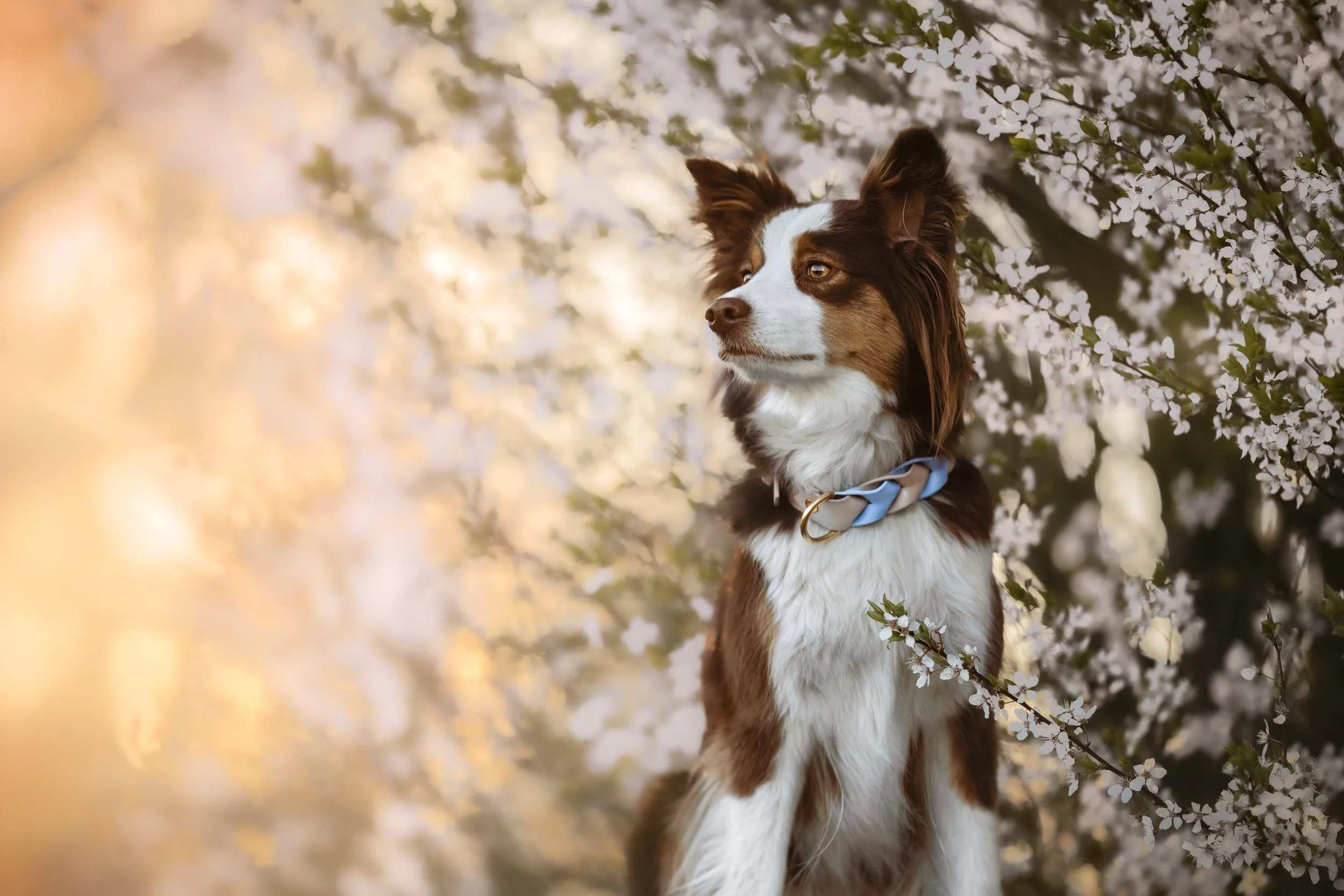 DSC06098-Edit (1).jpeg