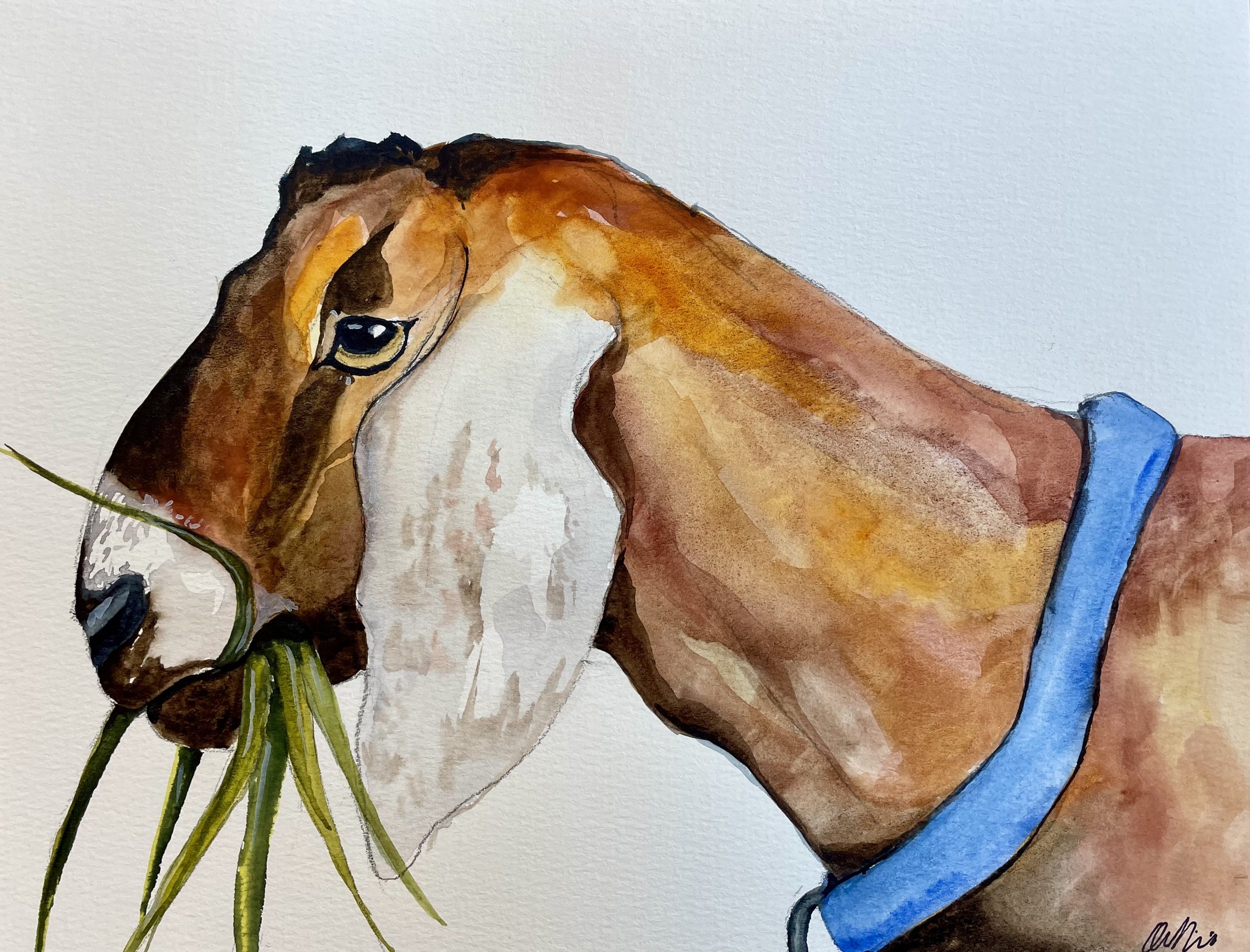 Nubian Munching, December 2025.
9x12 Watercolor on Paper.
Completed for a solo show at Perch Cafe in Waldoboro, Maine.
