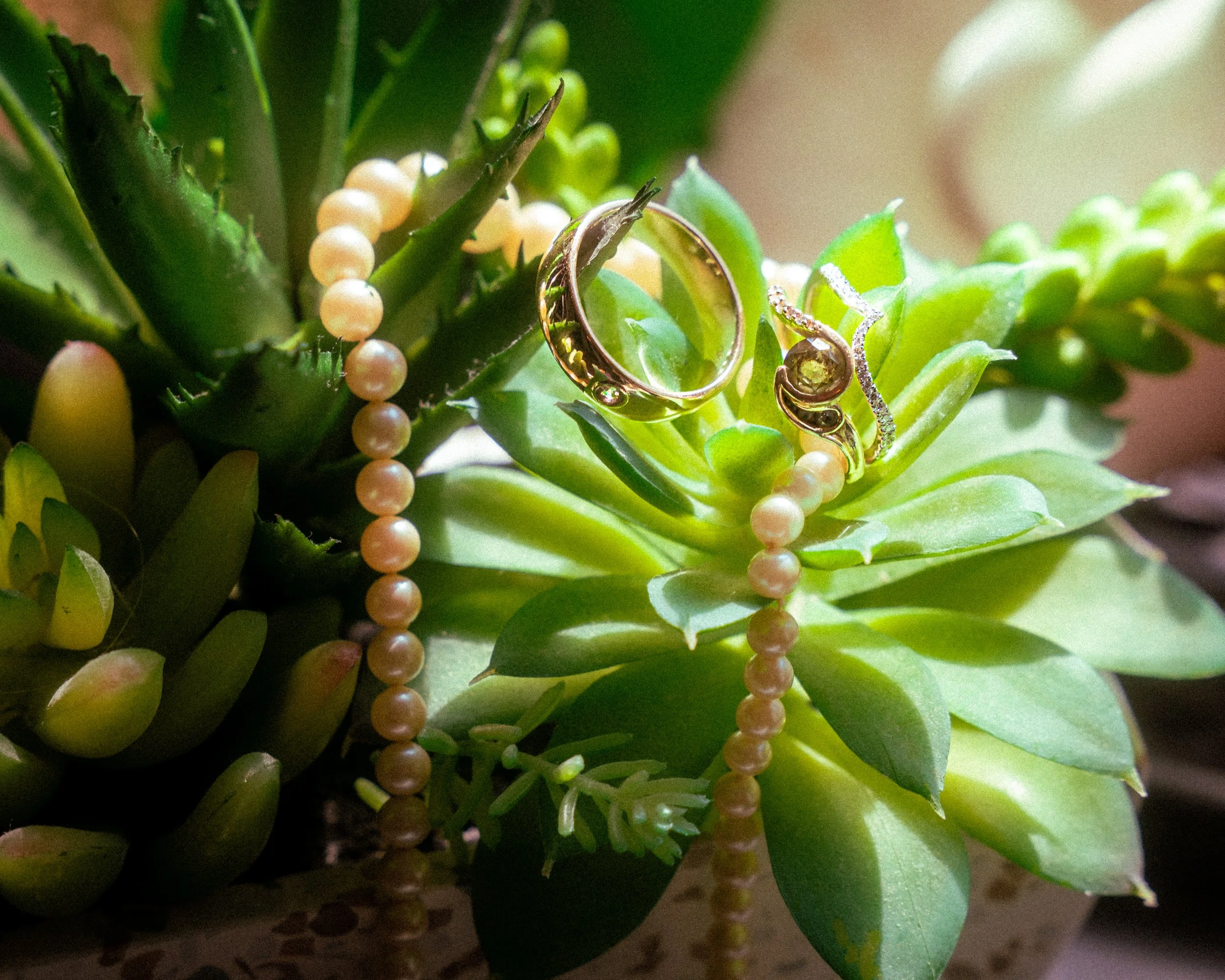 Wedding rings and pearl necklace arranged among green succulents on the wedding day.