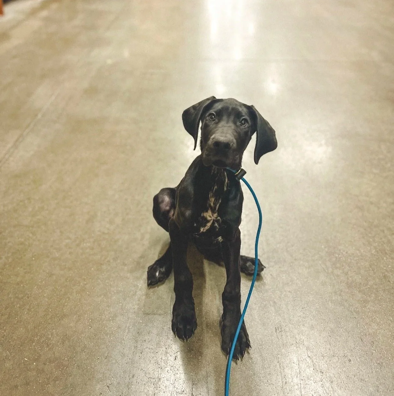 A black puppy with brindle markings sitting on a polished concrete floor, looking directly at the camera with a blue leash attached to its collar.