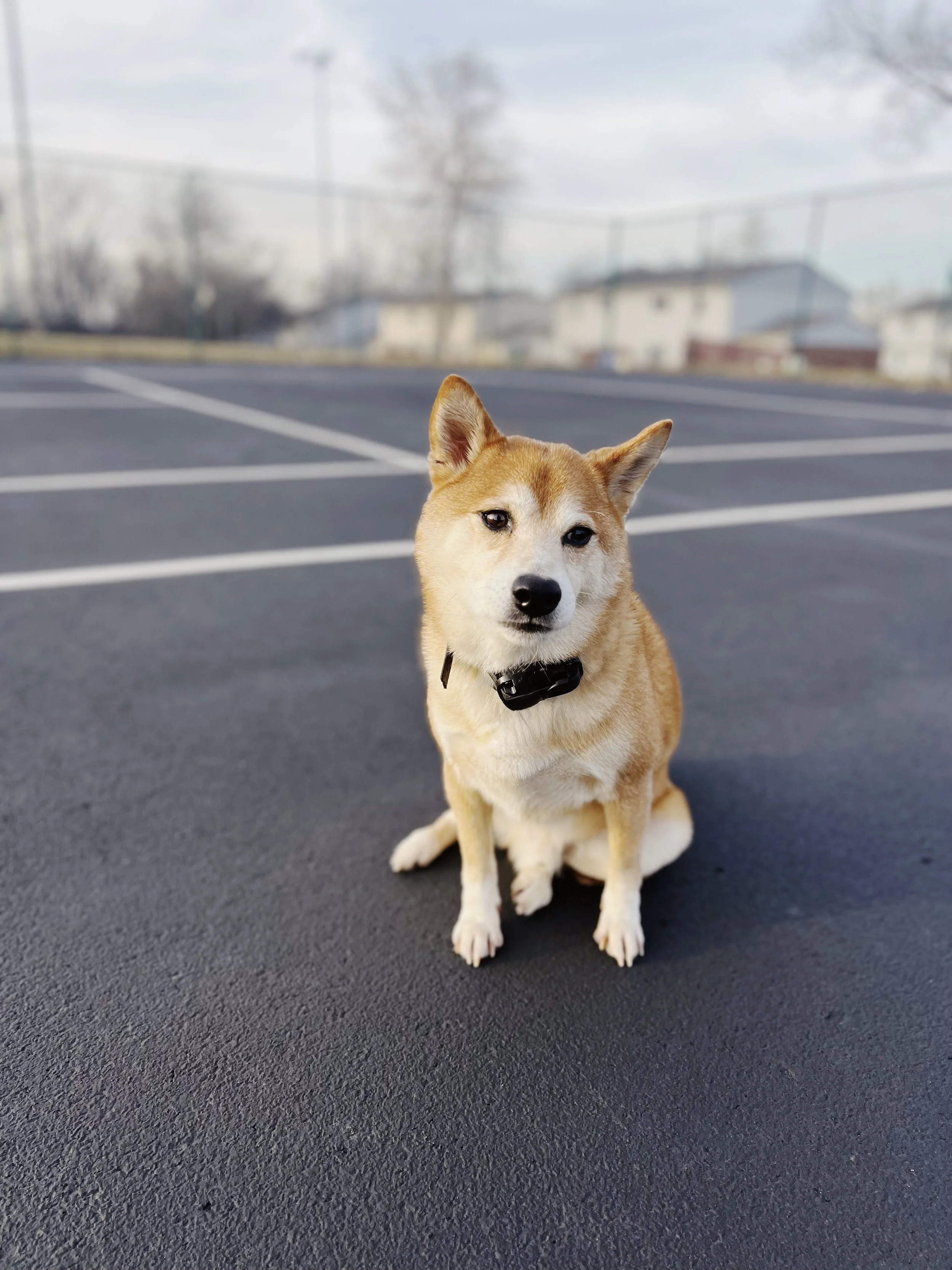 A small tan and white dog, likely a Shiba Inu, sitting on an empty parking lot, looking at the camera with a curious expression.