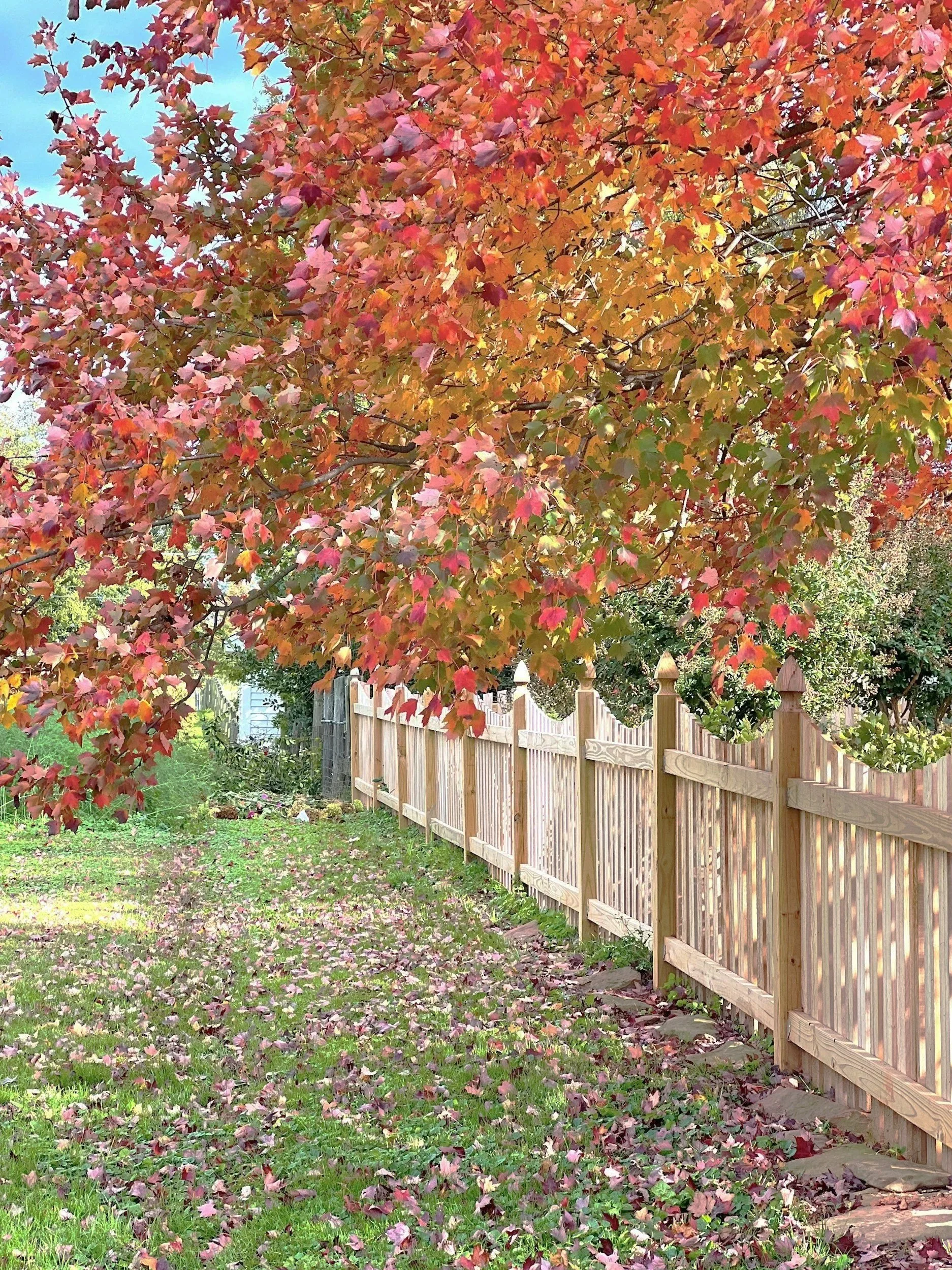 A backyard scene with a large tree with red, orange, and pink autumn leaves and a wooden fence along the edge. Fallen leaves cover the grass on the ground.
