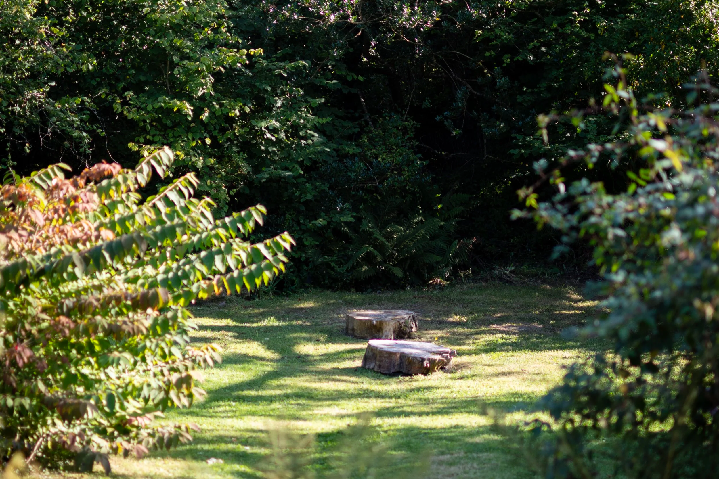 The secluded woodland glade where sunlight drifts through the leaves and the world feels beautifully far away.