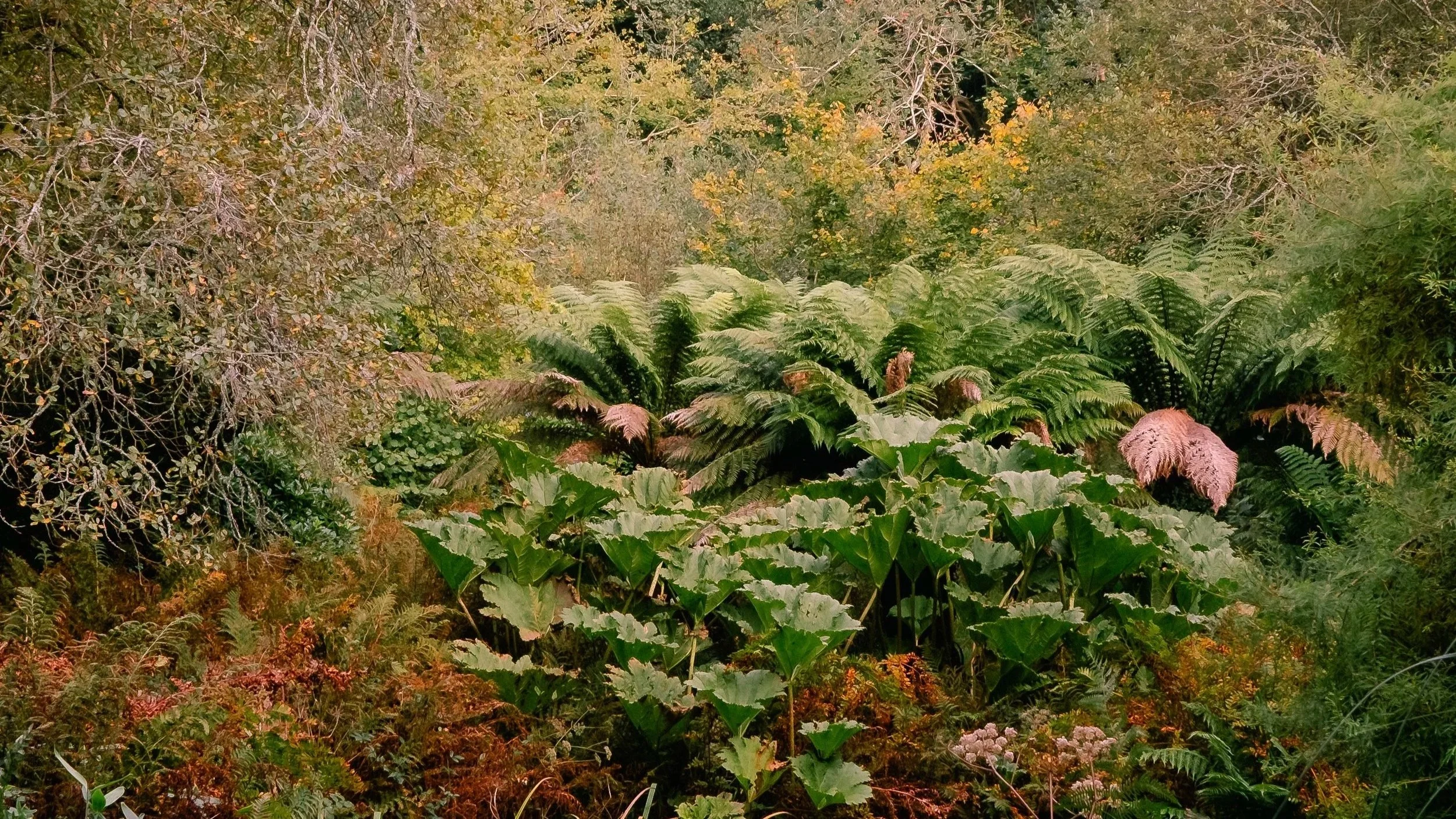 Explore the rare mix of exotic and ancient planting which unfolds through the woodland.