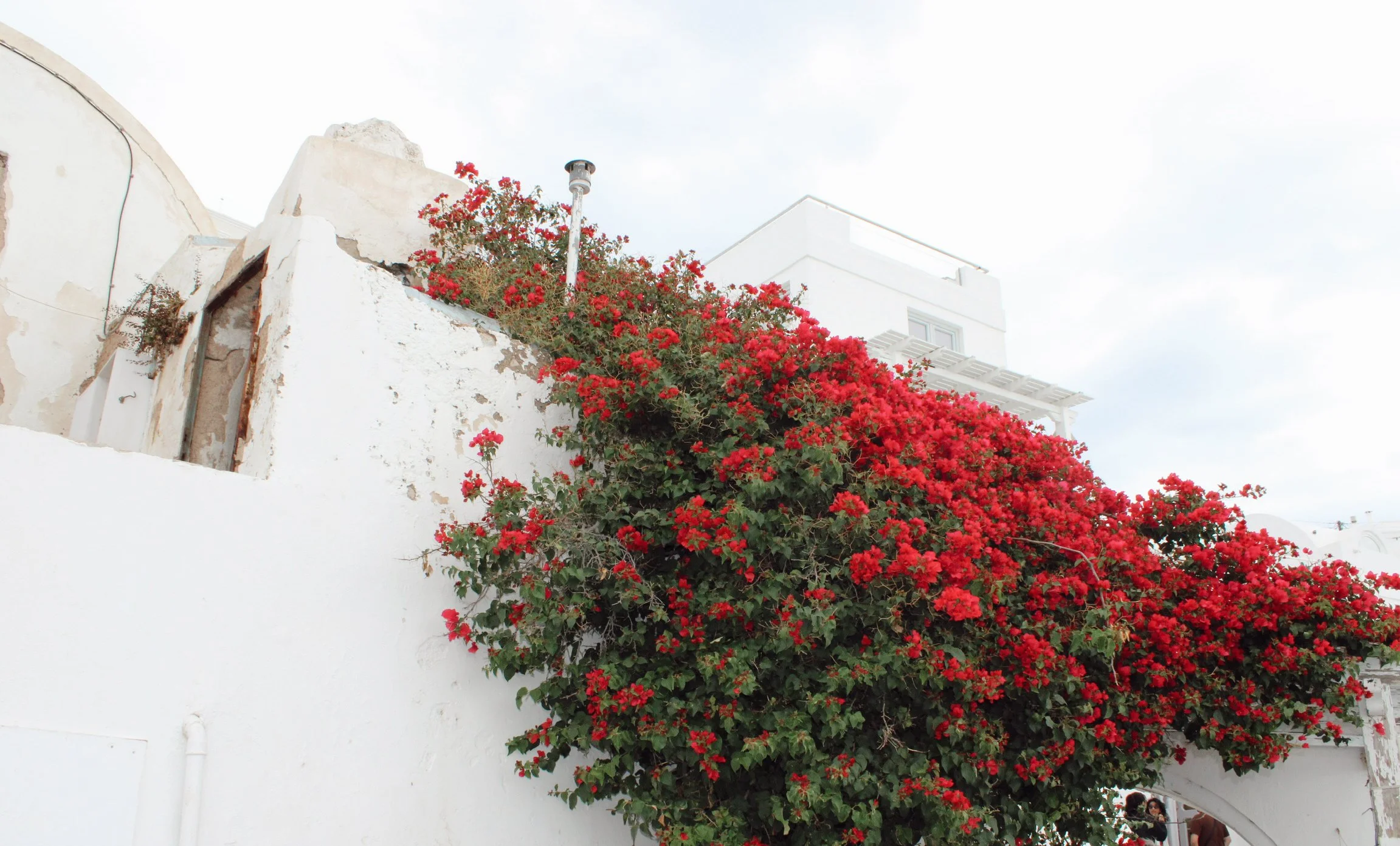 White building wall covered in bright red Bougainvillea flowers against a cloudy sky.