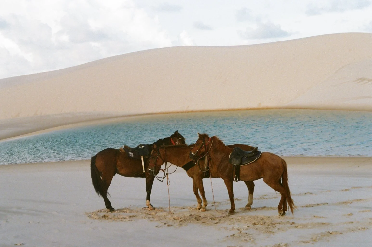 Two brown horses with saddles stand in the white sand of a desert next to a waterhole with a backdrop of sand dunes.