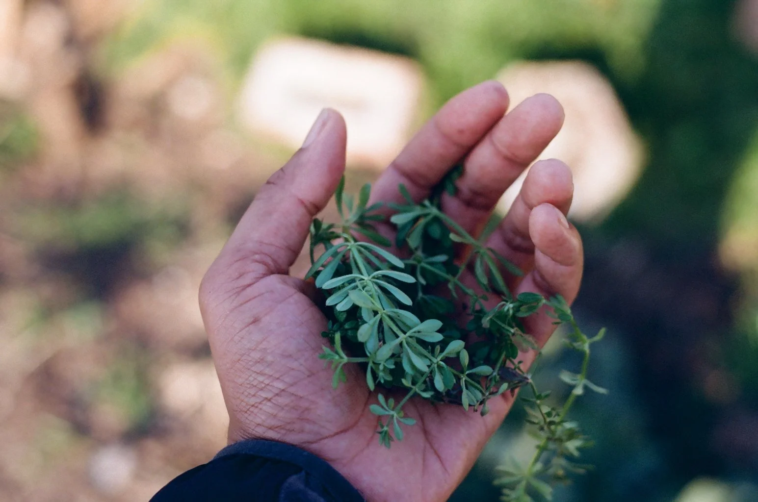 A person's hand holding green herb leaves outdoors with a blurred background.