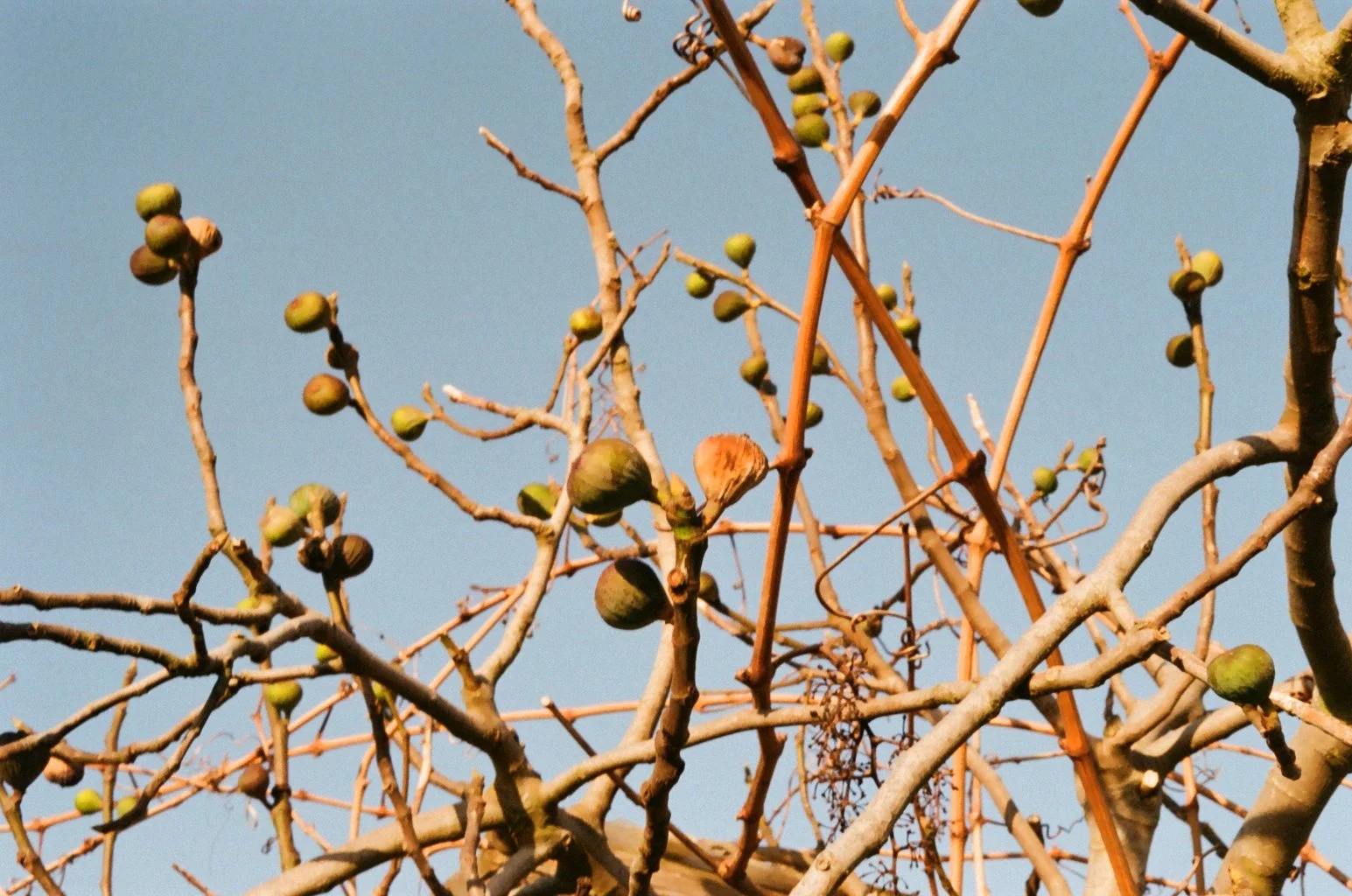 Close-up of leafless tree branches with small green figs against a clear blue sky.