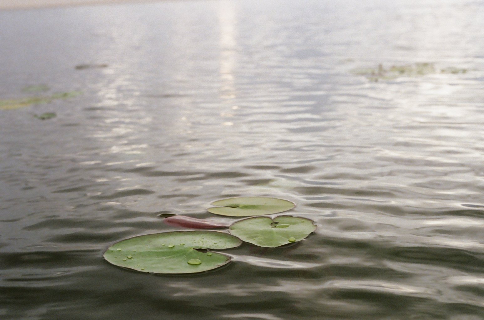 Lily pads floating on a calm body of water with reflections and slight ripples.