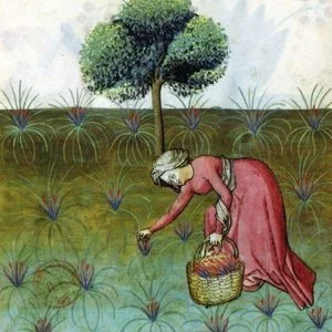 The History of Saffron in England: