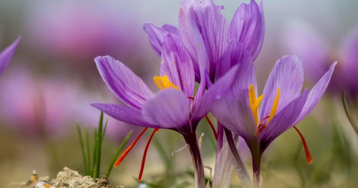 Saffron_Caravane_Saffron_Flowers_at_Sunrise.jpg