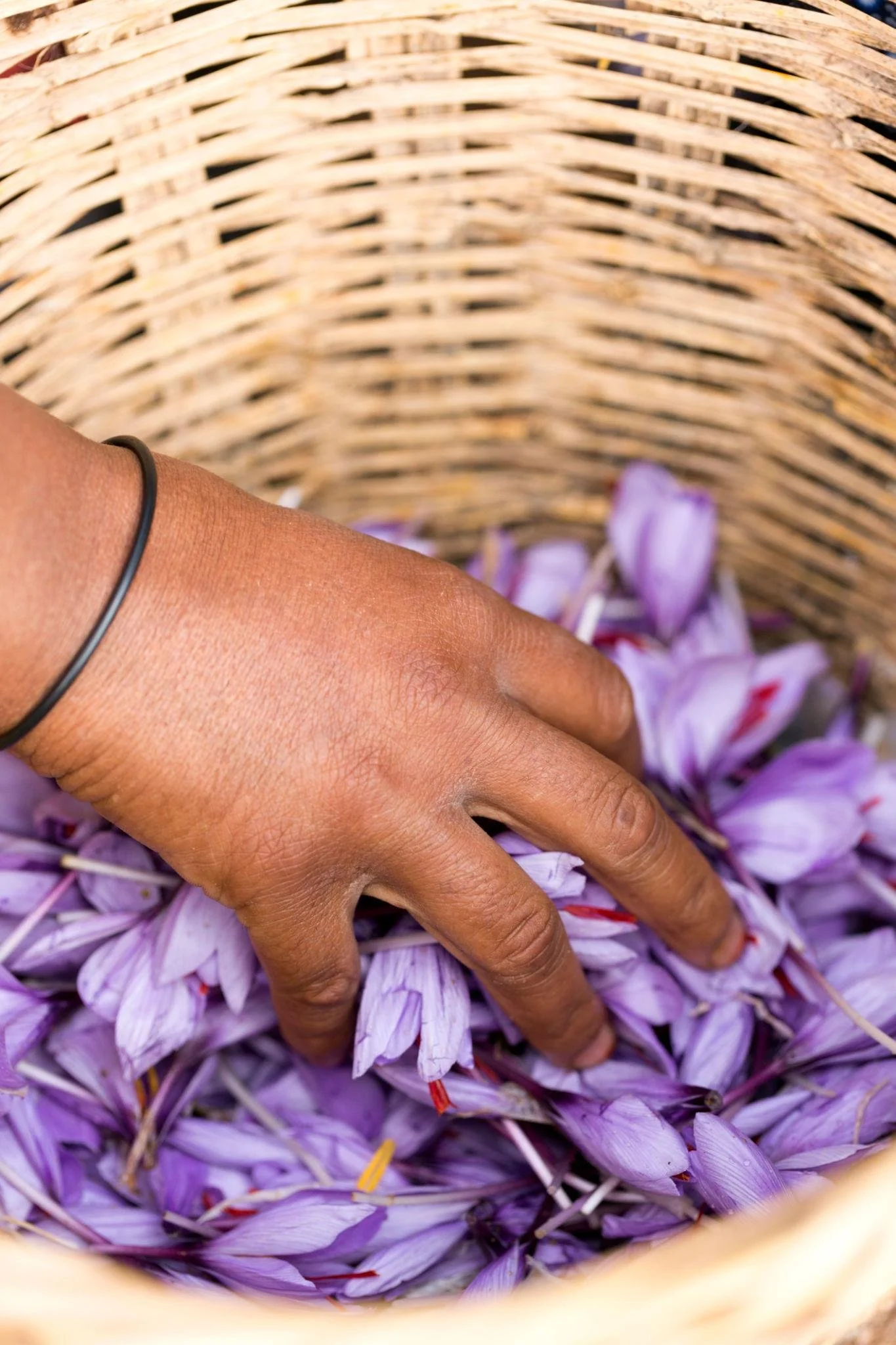 Saffron_Harvest_Saffron_Caravane.jpg