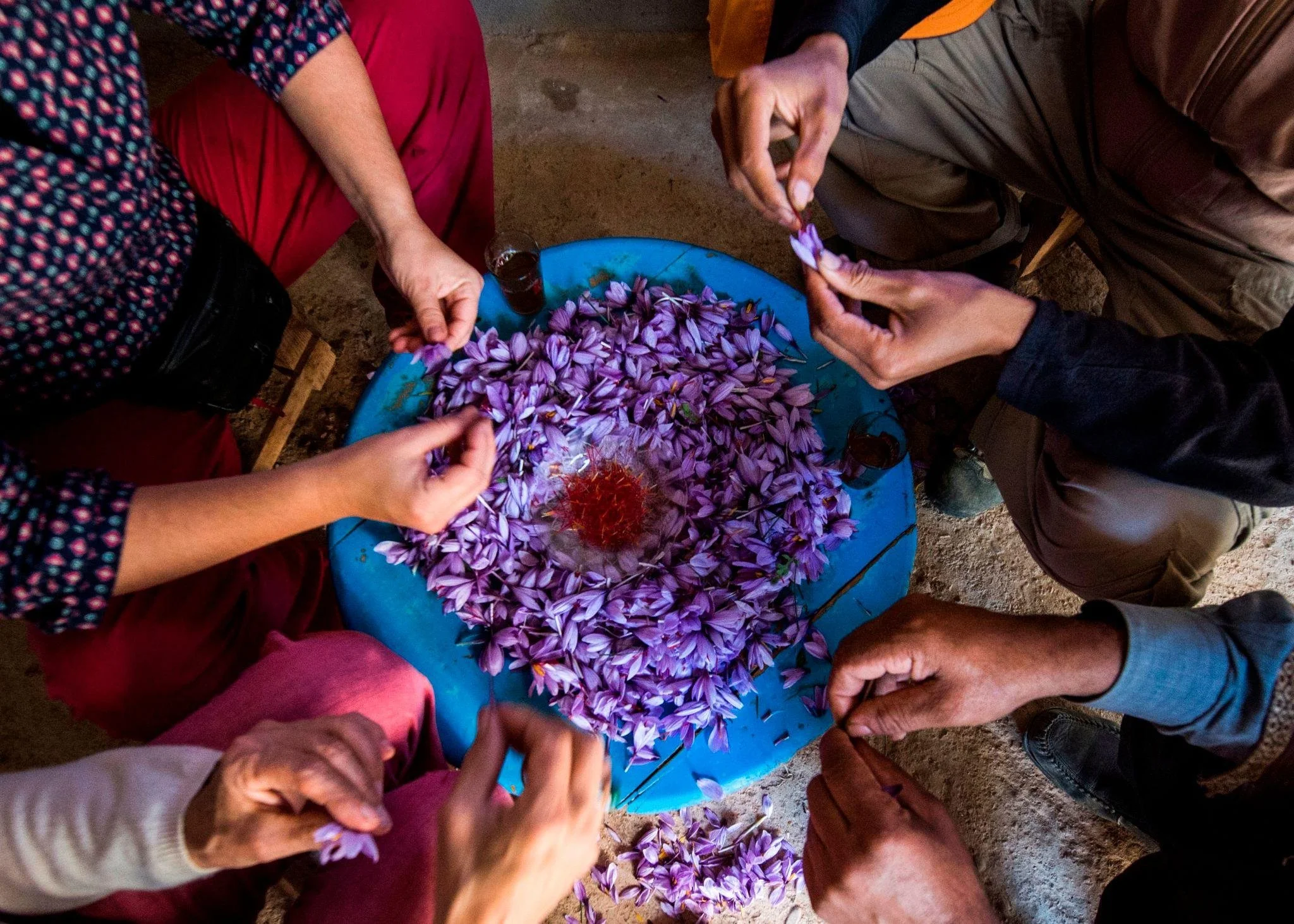 Saffron_Caravane_Recipe_Blog_Harvesting_Saffron.jpg