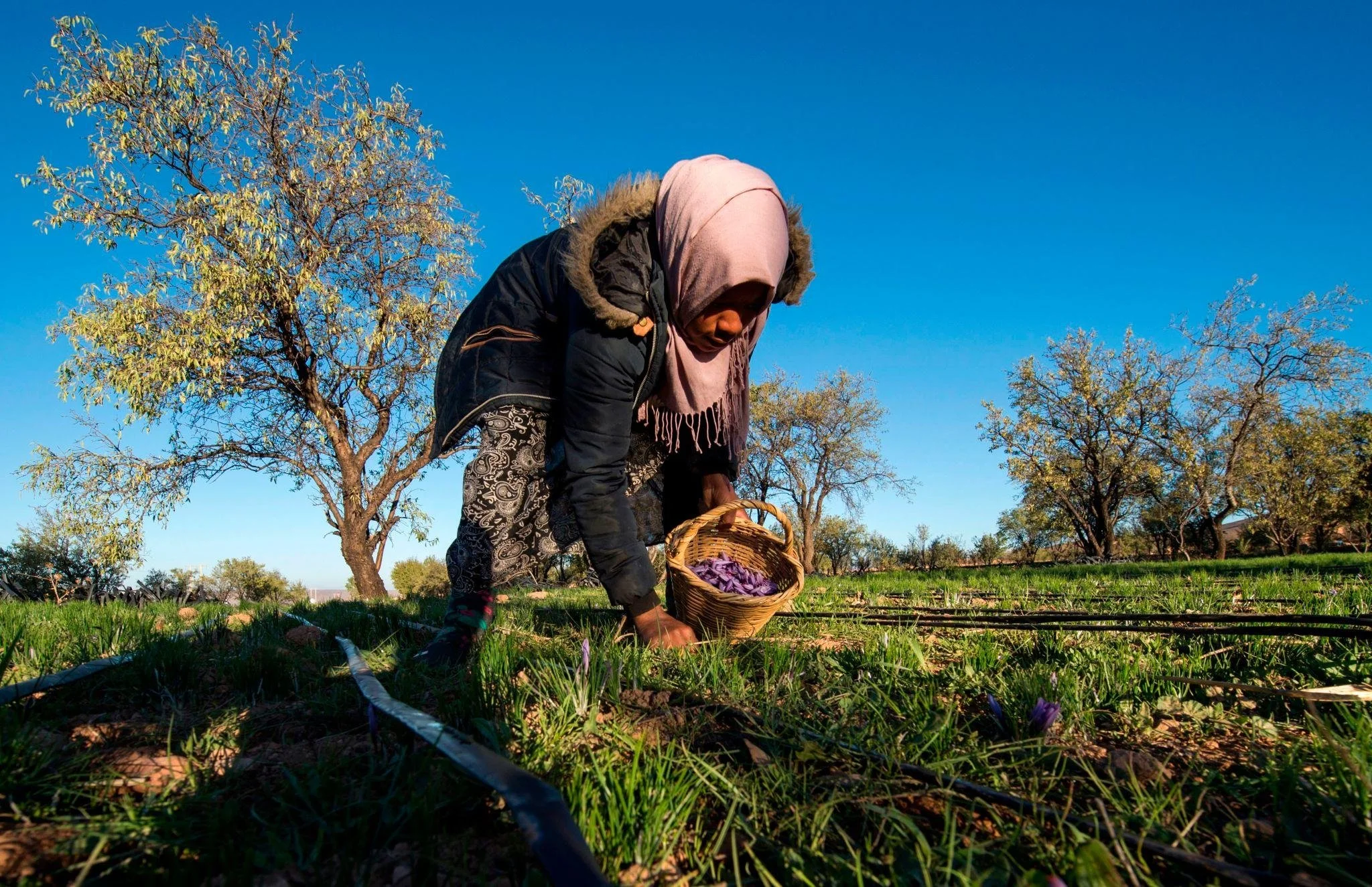 Saffron_Caravane_Recipe_Blog_Saffron_Harvesting.jpg