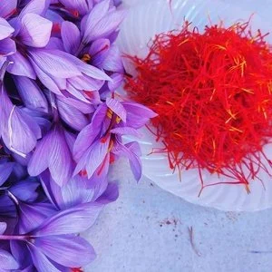 Saffron Caravane harvested saffron flowers and pure saffron threads
