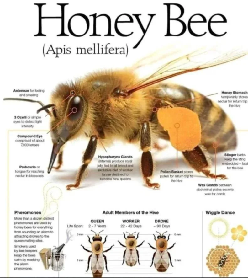 Diagram of a honey bee with labels pointing to parts including antennae, compound eyes, proboscis, hypopharynx glands, honey stomach, stinger, pollen basket, wax glands, and arrows indicating bee behaviors like wiggle dance. The image also shows sections of a bee hive with adult bees labeled as queen, worker, and drone, with their life spans.