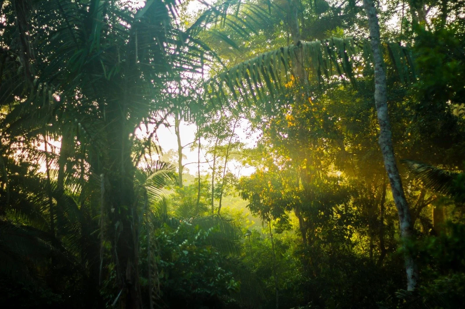 Permaculture and bio construction immersion, 2026, Jordão Brazilian Amazon, with 8 villages of the Huni Kuin people.