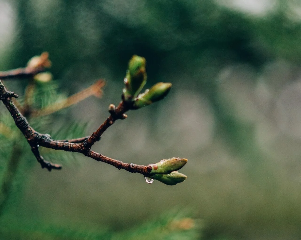 There are BUDS on my trees and shrubs! How will my landscaping fare this year?