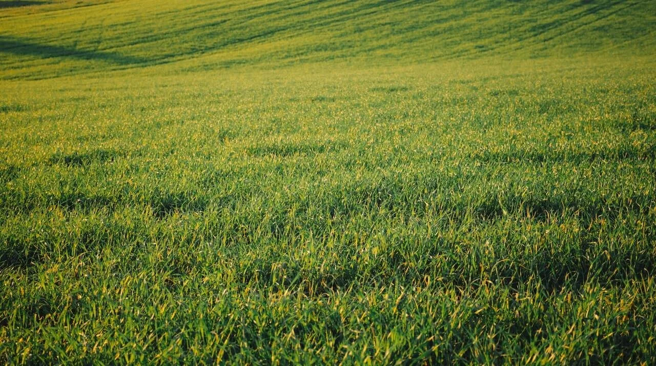 Tired of mowing your lawn?