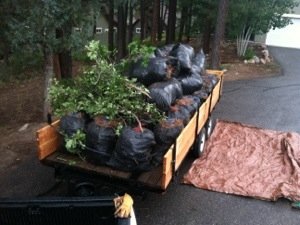 Brush Clearing/ Fire Mitigation