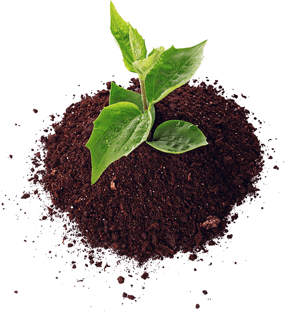 A young green plant sprouting from dark soil.