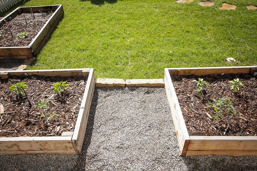 Raised garden beds with young plants and mulch, gravel pathway, green grass, and stones on the lawn.