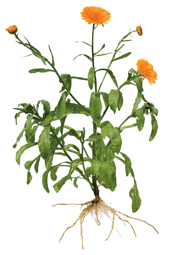 plant with green stems orange flowers and roots on a white background