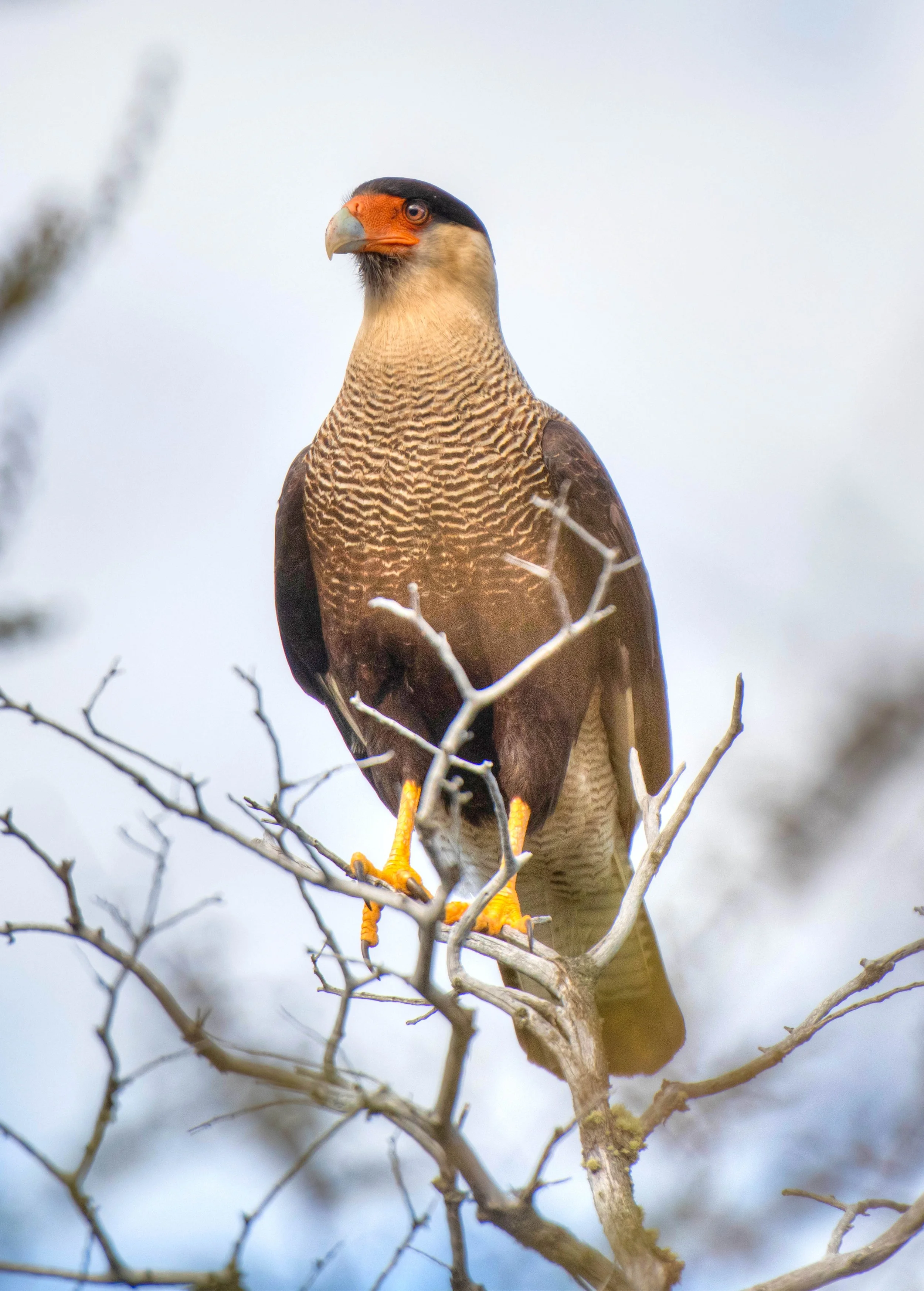 Crested Cara Cara-2.jpg
