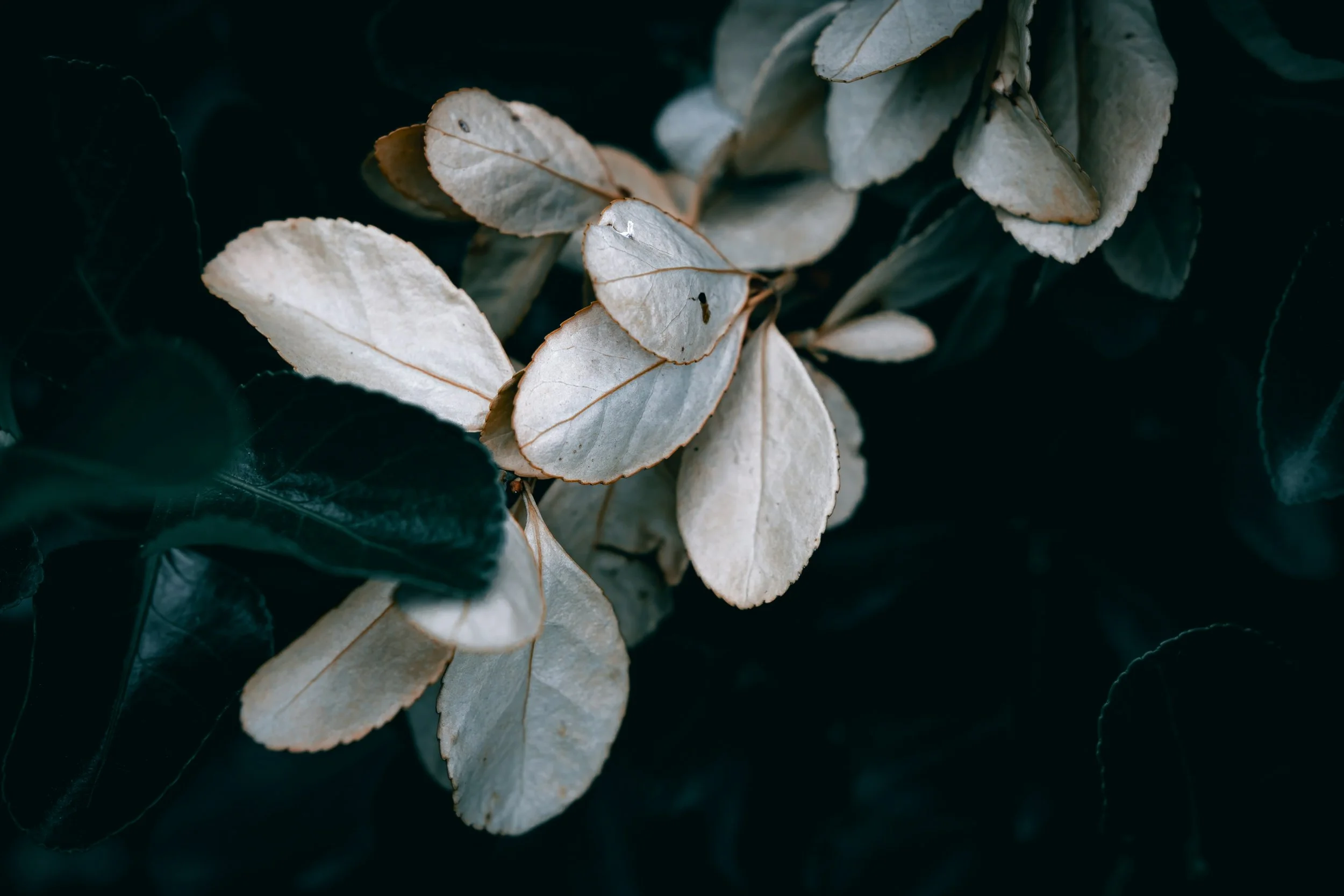 wyxina-tresse-Fok5nom24Gg-unsplash.jpg