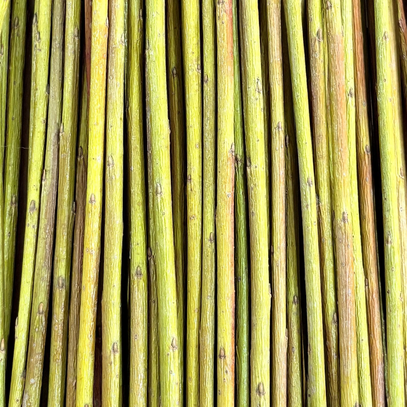 Green Dicks Dried Willow Rods