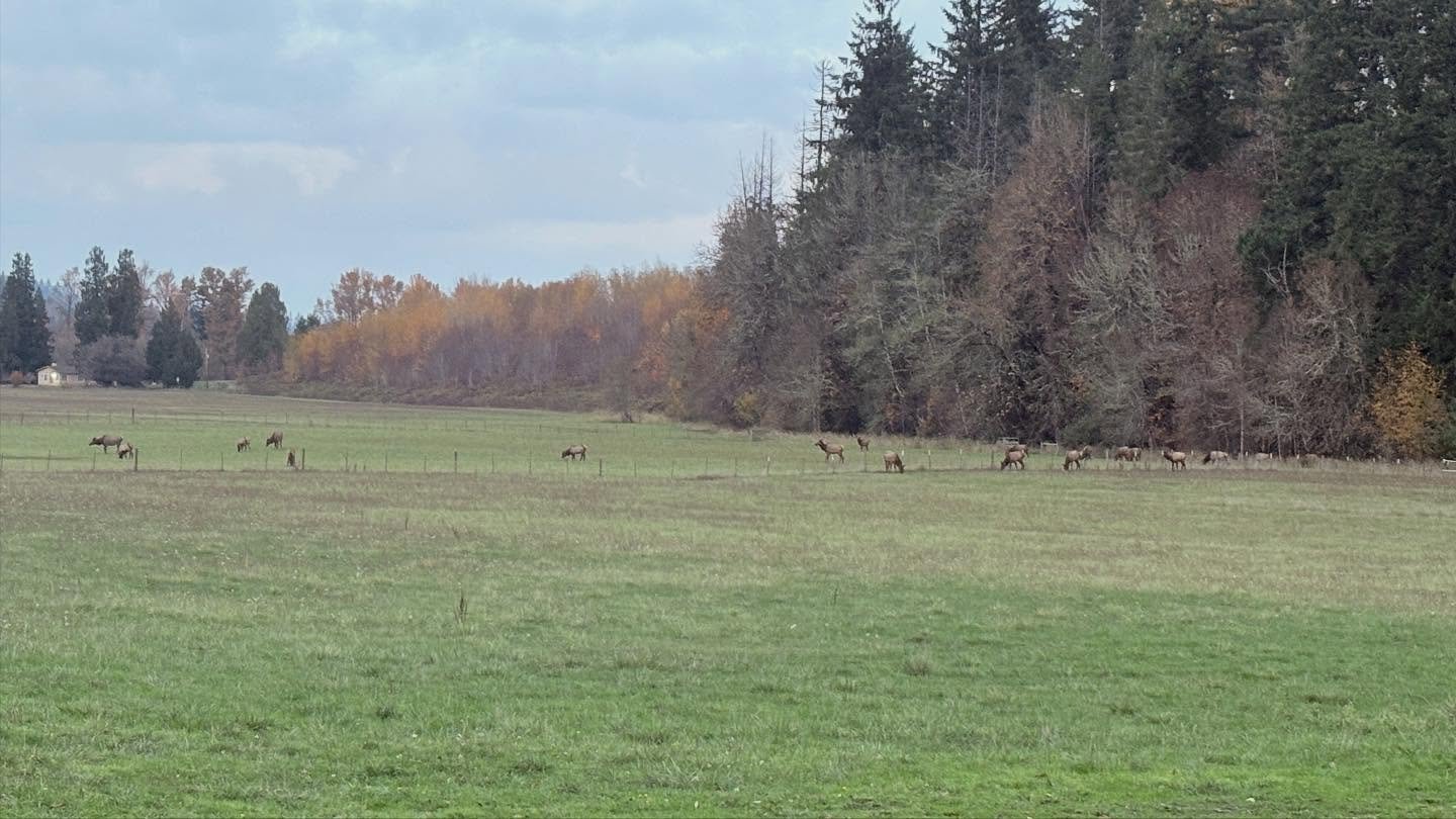 Hard thing to share today: after coming back from a glorious weekend weaving with friends, I discovered one of the beautiful elk from my local herd died right near the chicken coop. This herd is thick with hoof rot, and it&rsquo;s very clear that thi
