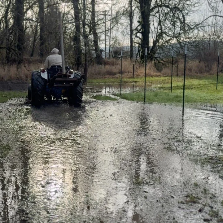 Finally! Things dried out enough to finish the fence and get the fresh landscape fabric started. Only about a third done with this section, but a good start. 

#willowfarm #willowweaving #willowgrowing