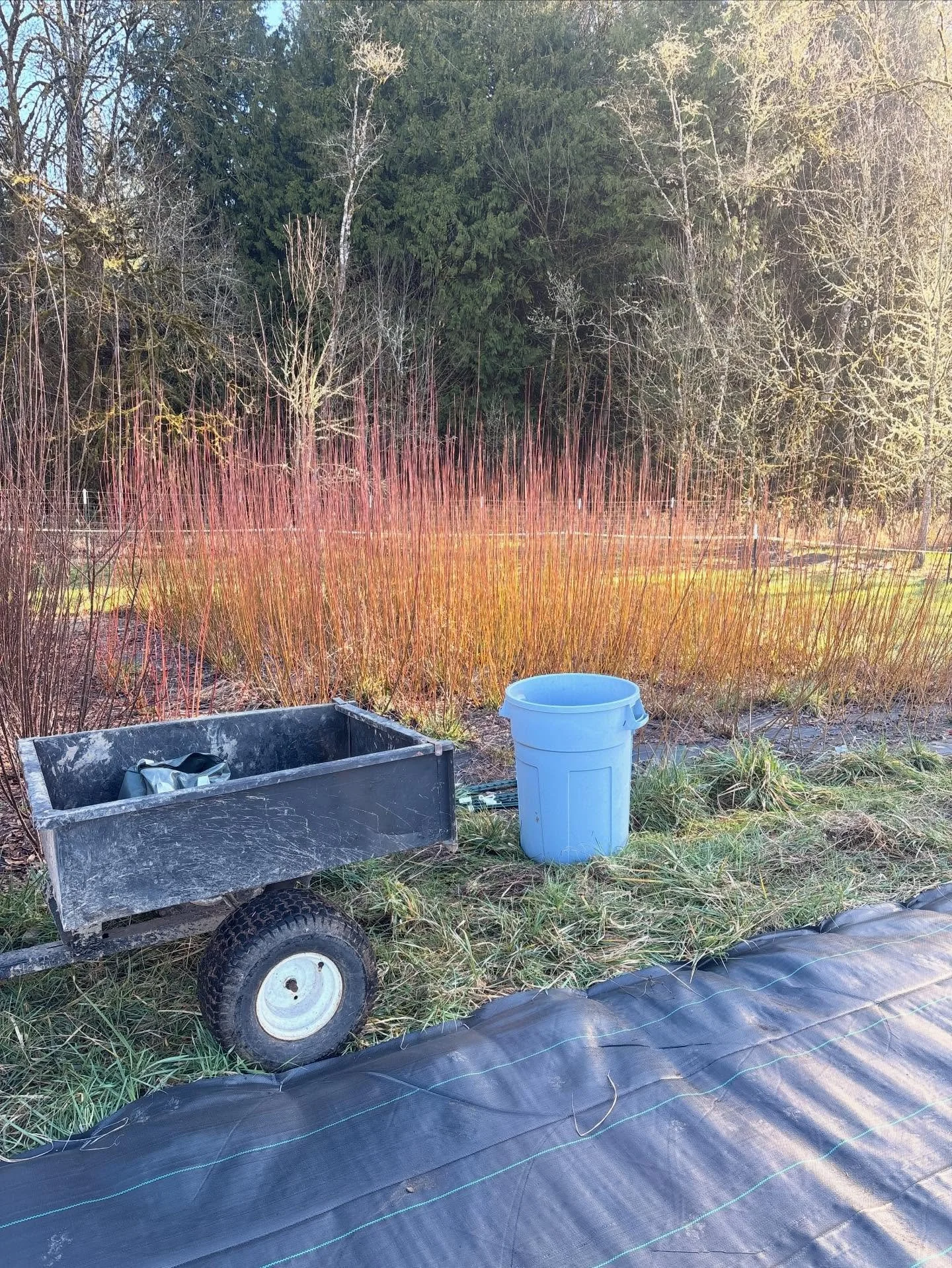 Start of harvest. Dicky Meadows is first to hit the sorting bin this year. One row down, many more to go!

#willowgrowing #willowbaskets #willowweaving #willowfarm #willowharvest