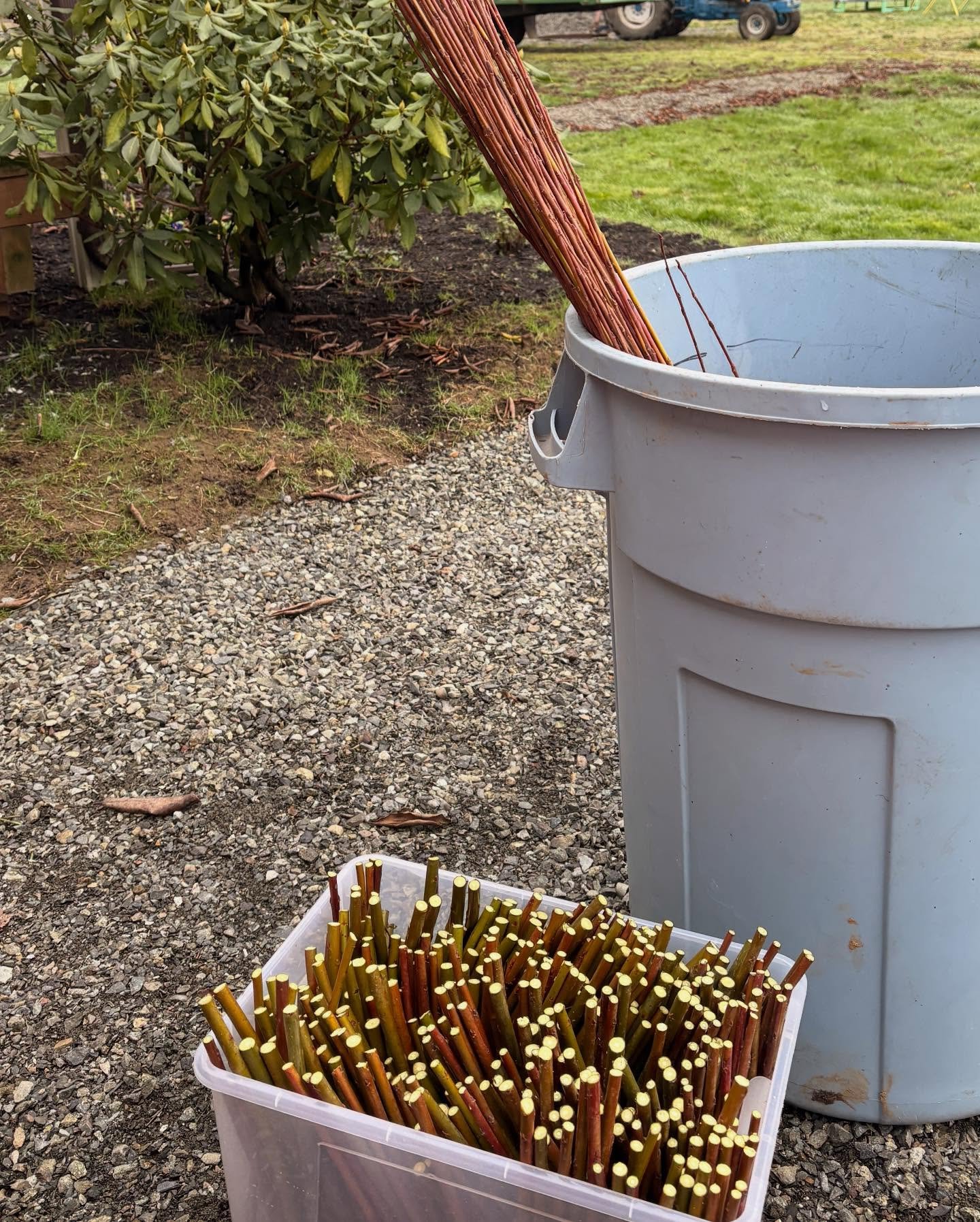 We are just getting started! 💪🏻🌿🚜

#willowgrowing #willowfarm #willowweaving