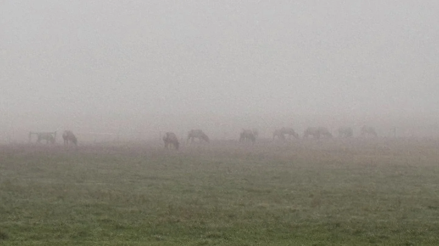 A foggy start to the day means the field has ghosts. 

#PacificNorthwestElk #willowfarm