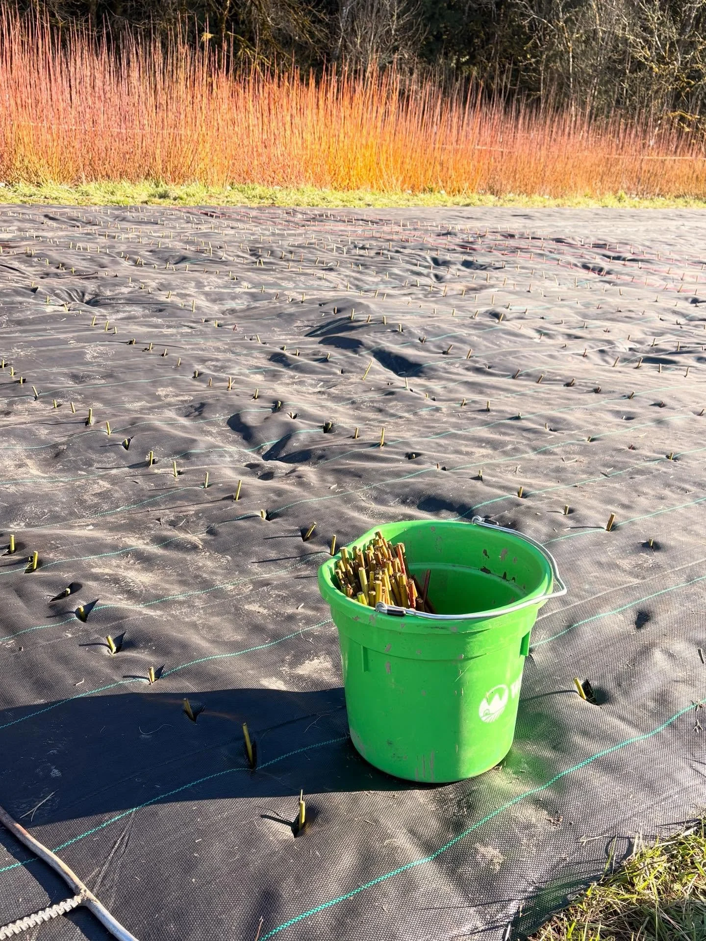 1,000 new Dickie Meadows in the ground and several hundred more to go. I&rsquo;m getting excited for all the willow that will grow in the next few years.

#willowfarm #willowgrowing #willowweaving #femalefarmer #basketmaking