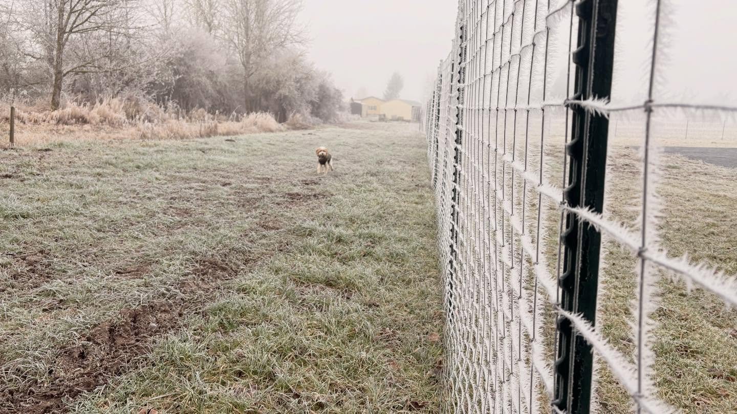 The second day of a harvest weekend has ended in some beautifully sorted willow and a whole bunch still to sort. Thank goodness for good friends, warm gear, and hot coffee! (So much more to do!)

#willowfarm #willowweaving #willowbasket #willowfarmer