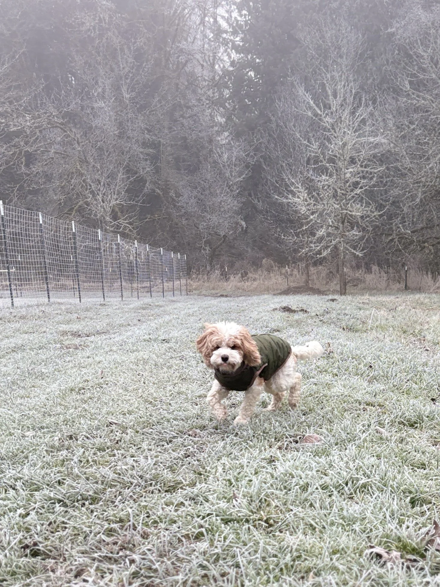 Maggie Braves the Cold