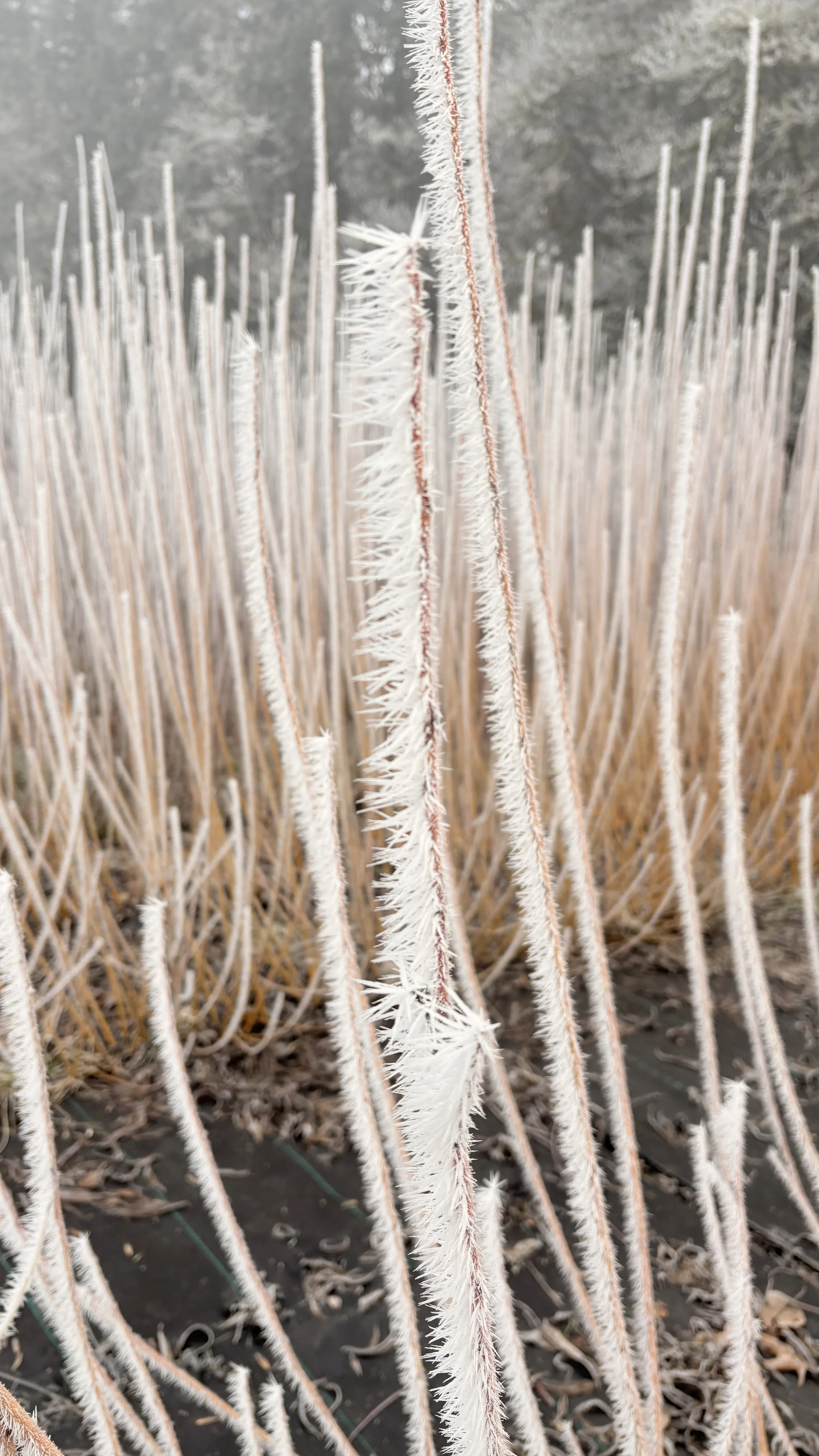 Freezing Start to the Day