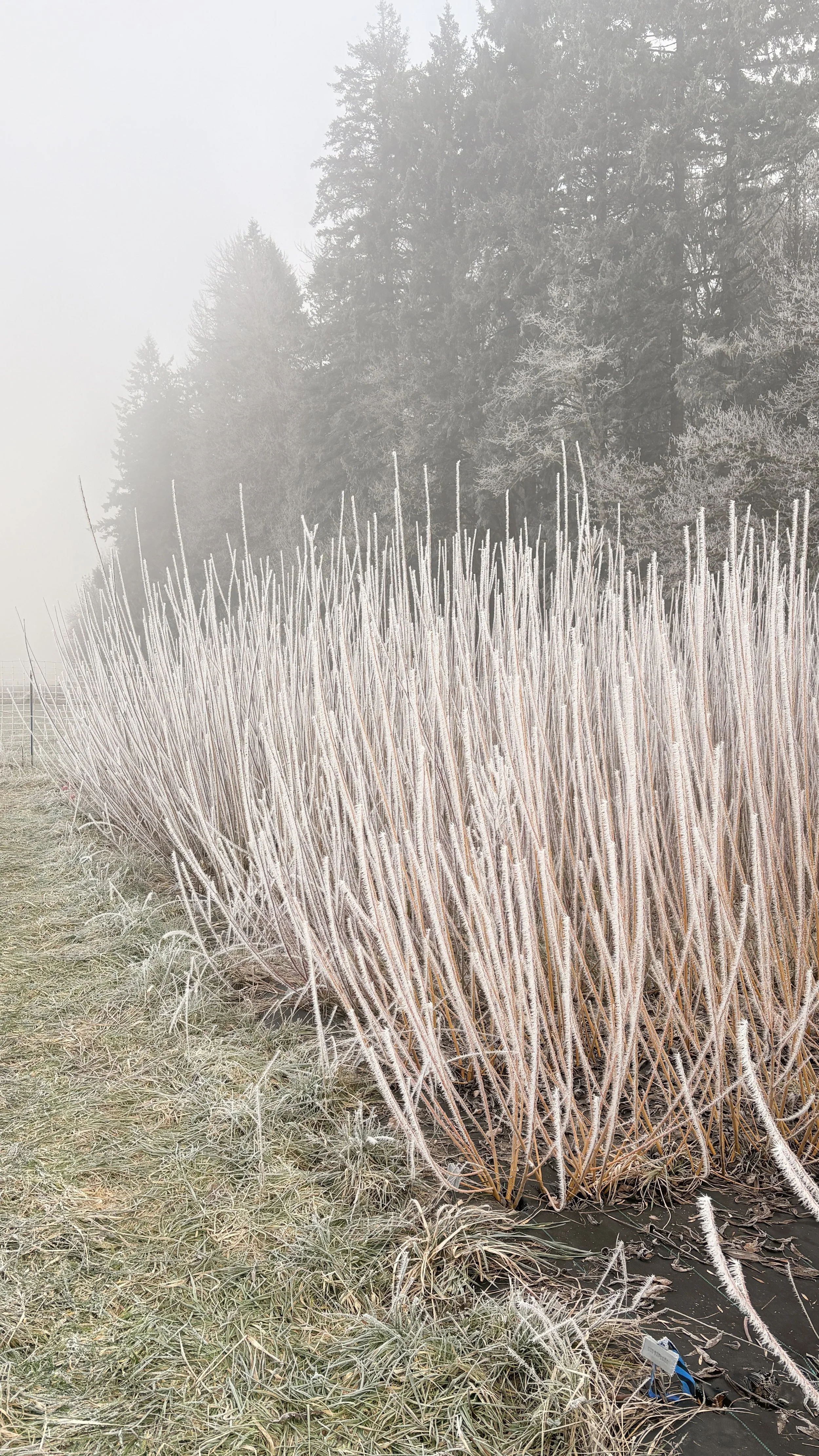 Even the Willow Looks Cold