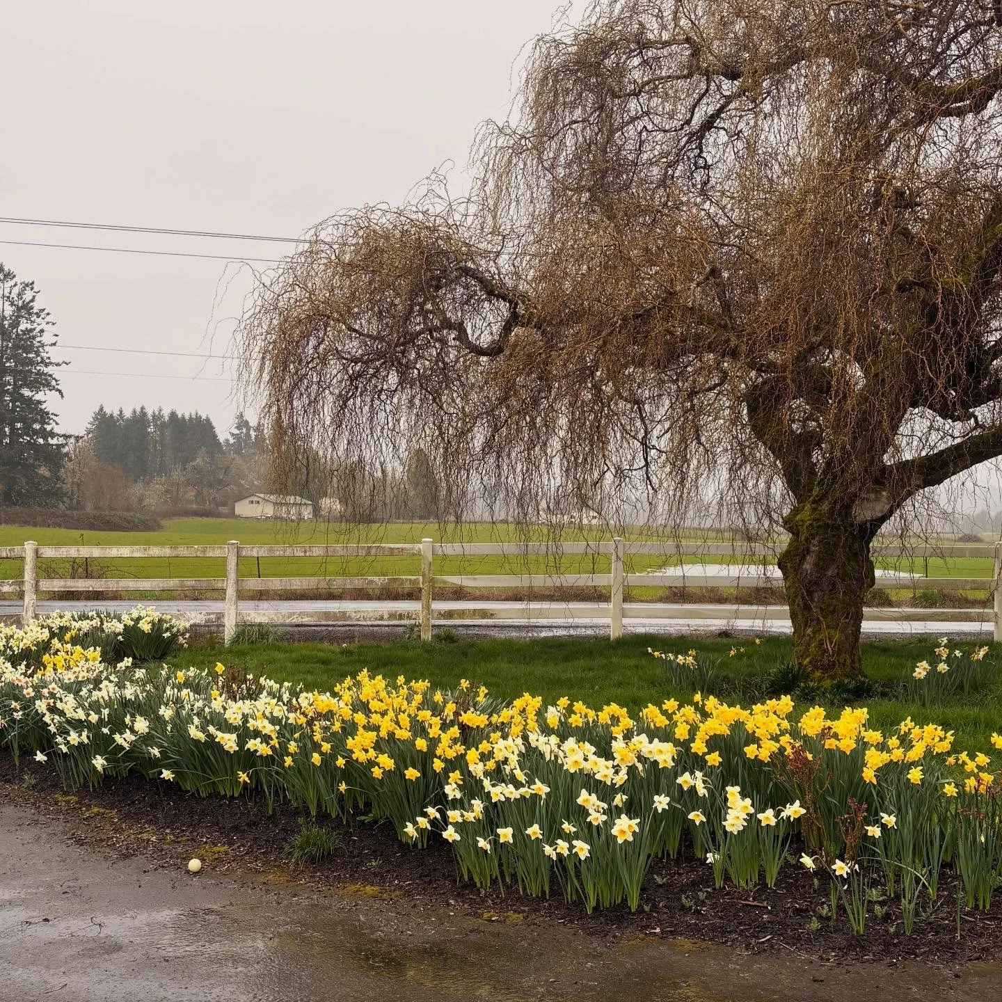 It&rsquo;s not willow, but it&rsquo;s still one of my favorite views of the farm in Spring. 🌼🌿