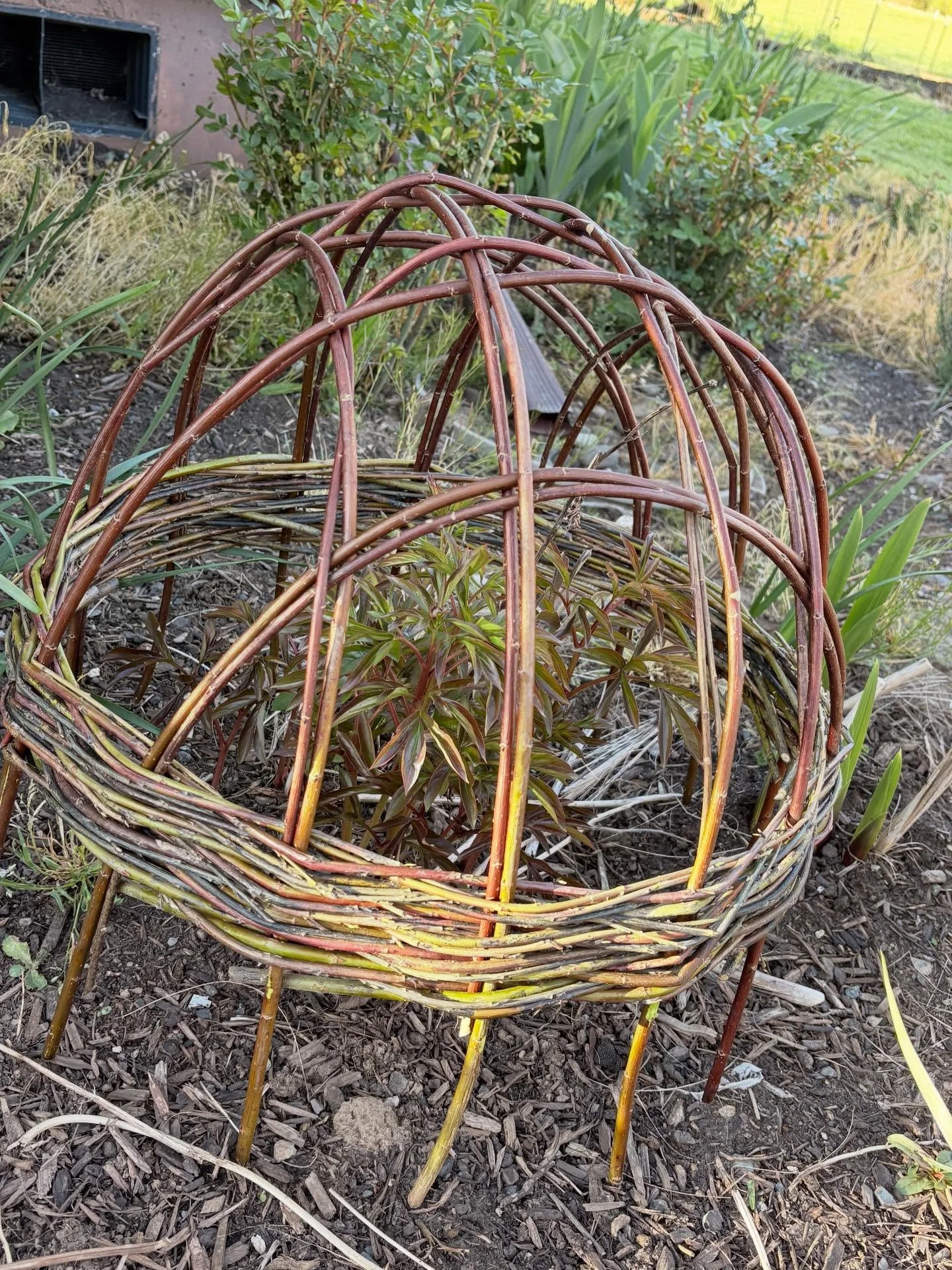 Spring Saturday night weaves. 

#willow #basketweaving #willowweaving