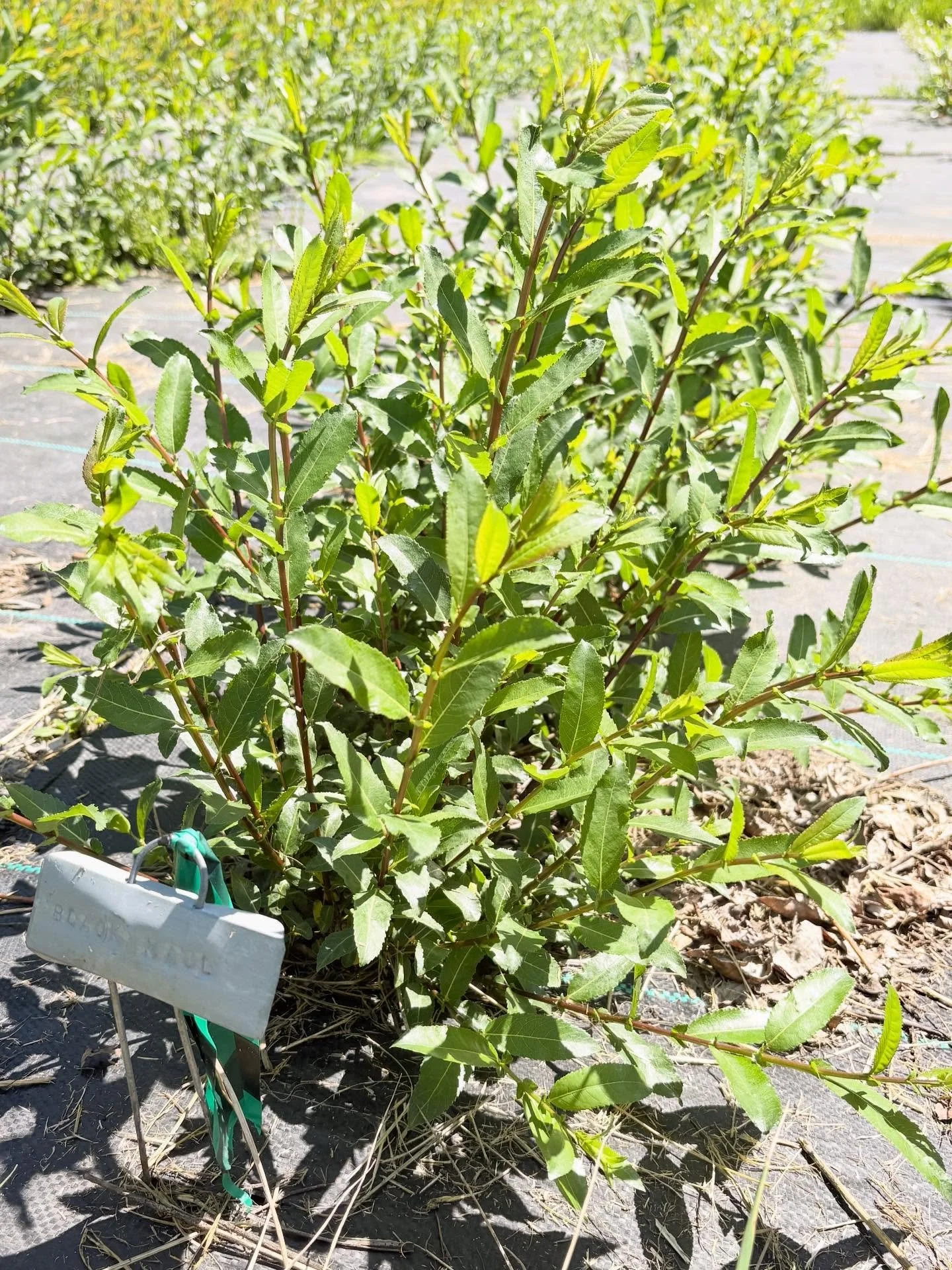 Beautiful, hot day for testing a new (to me) idea. The Black Maul in this bed grows nearly too well (big!) so giving it (and a few others) a trim this spring to see if it sticks to a more manageable size. If it works, I&rsquo;ll give credit to who sh
