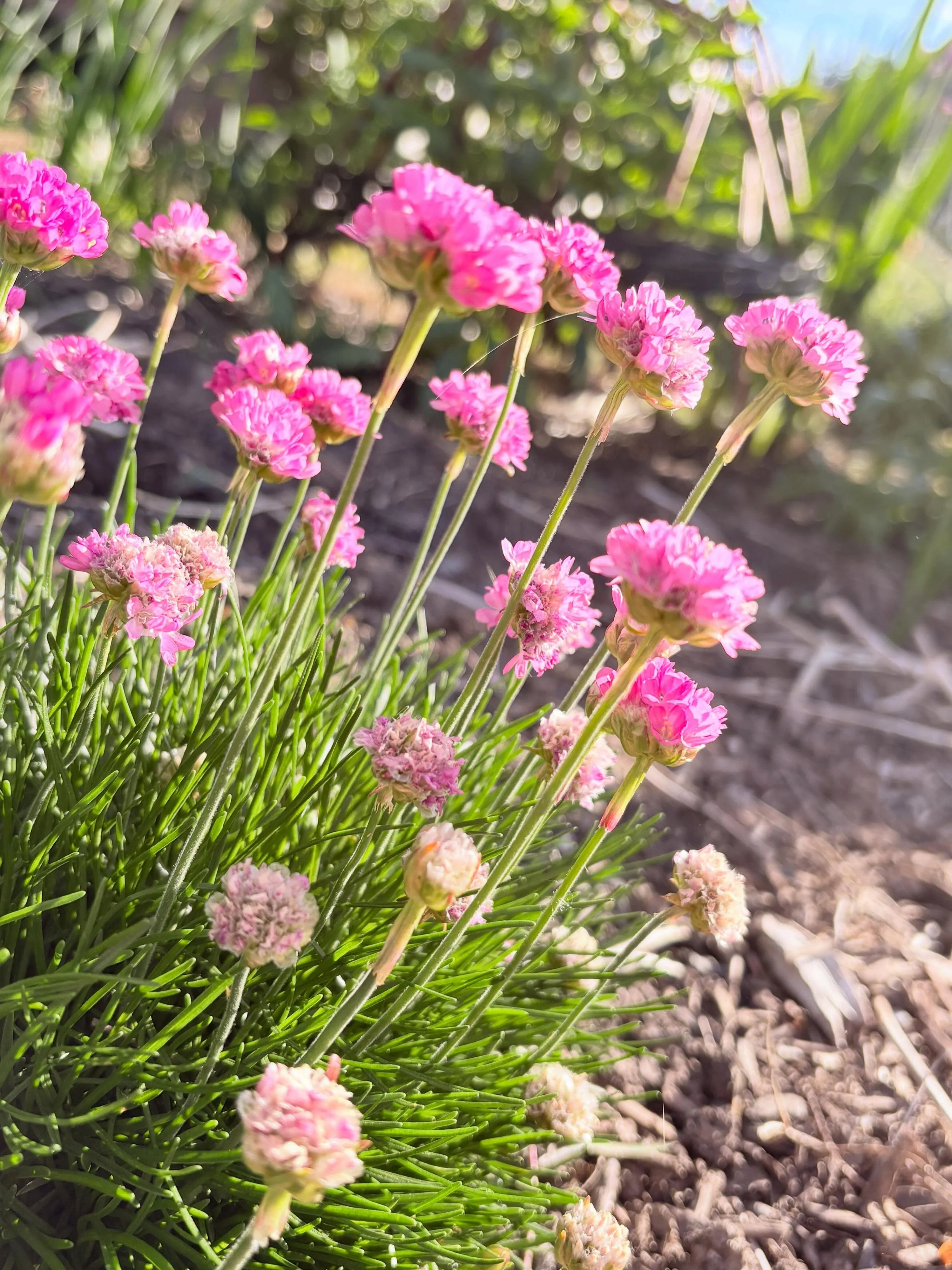 Today is a busy day, but I still had to stop and checkout the flowers. Spring is looking good!