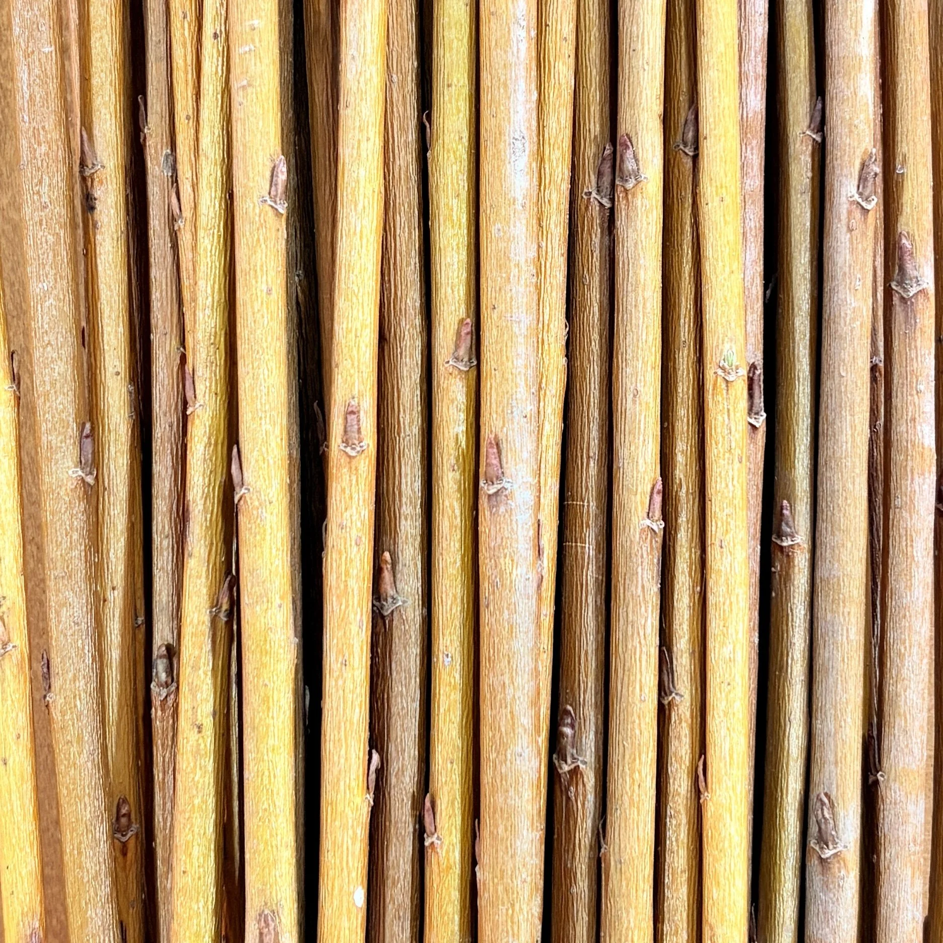 Natural Red Basketry Willow.jpg