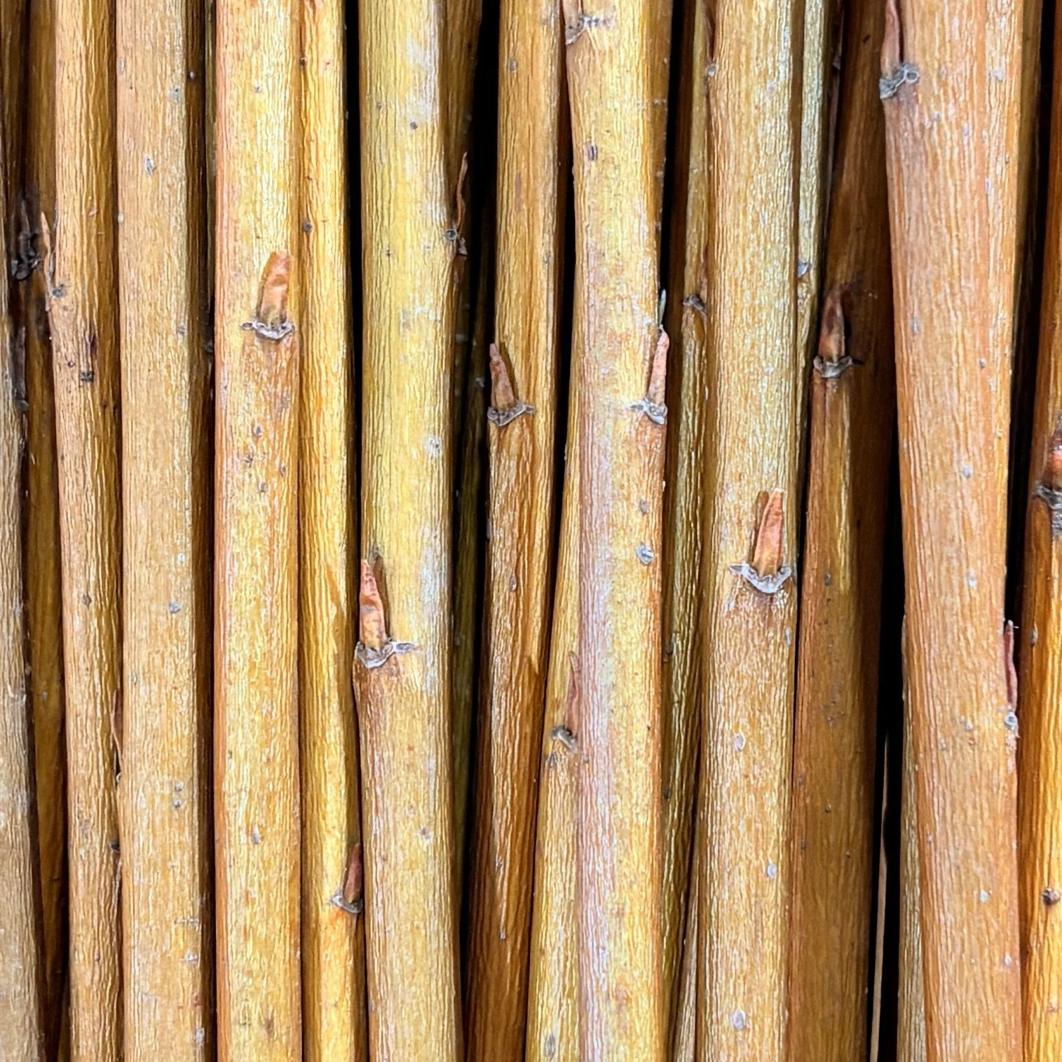 Jaune de Falaise Basketry Willow.jpg